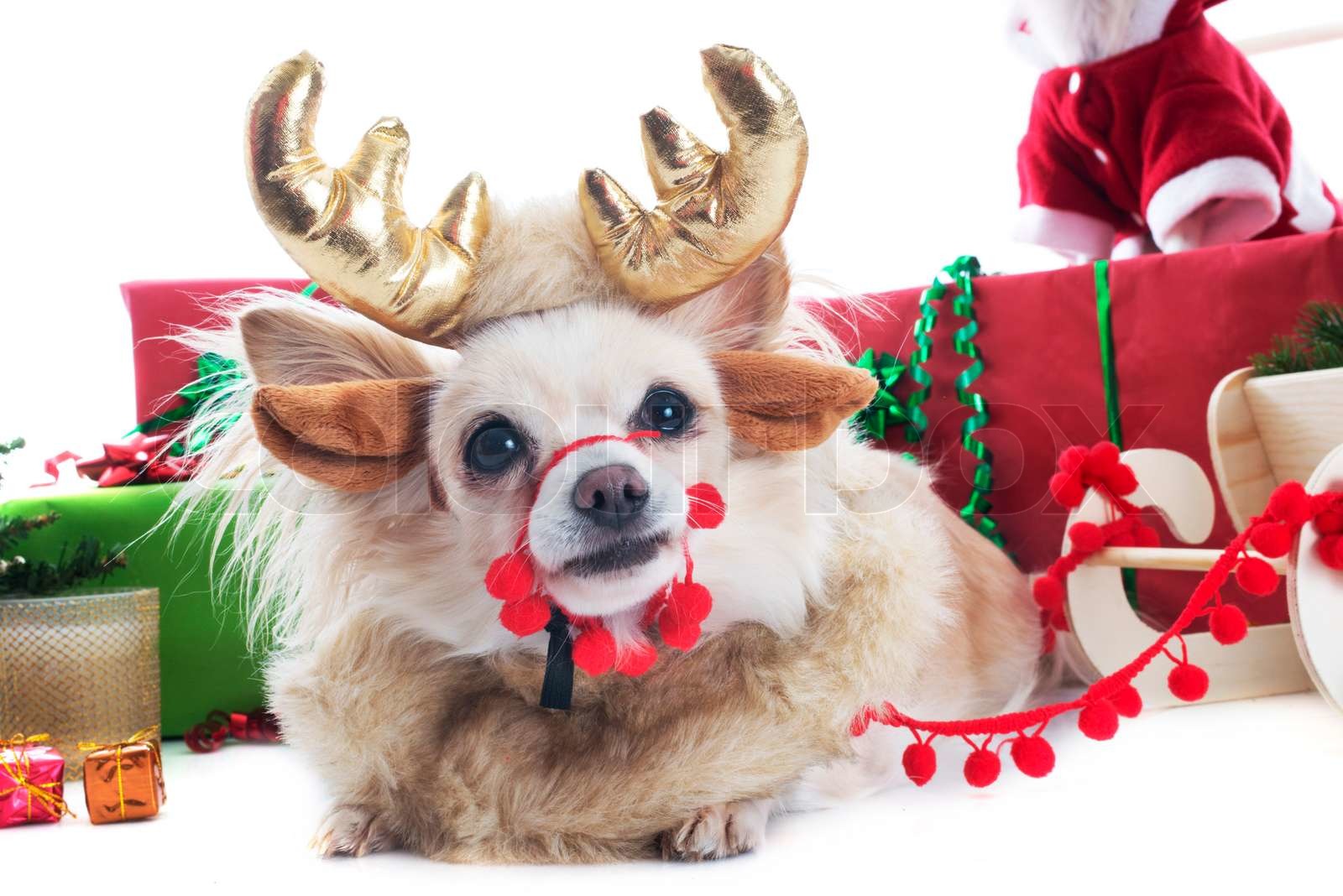 reindeer chihuahua | Stock image | Colourbox