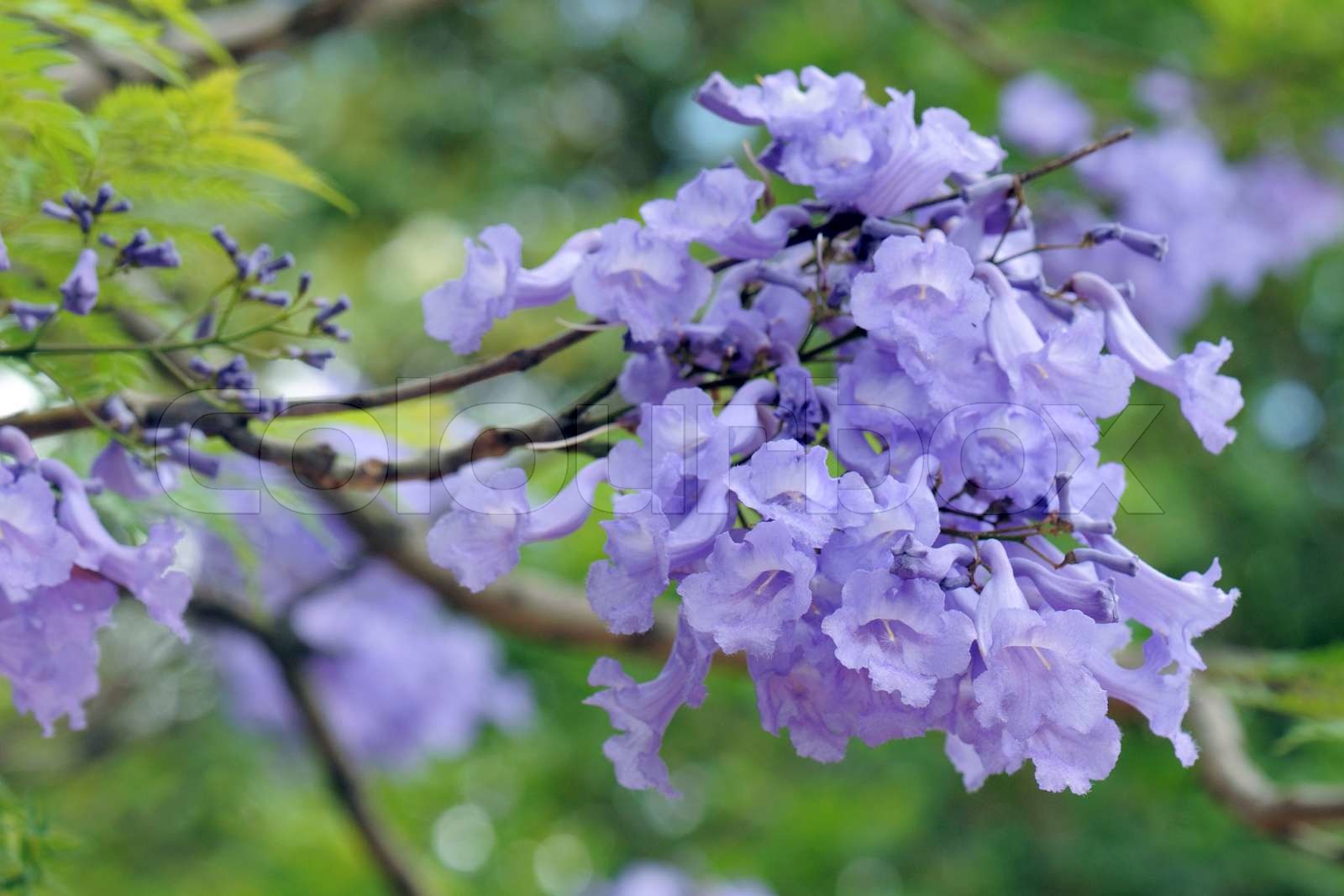 Jacaranda Mimosifolia | Stock image | Colourbox