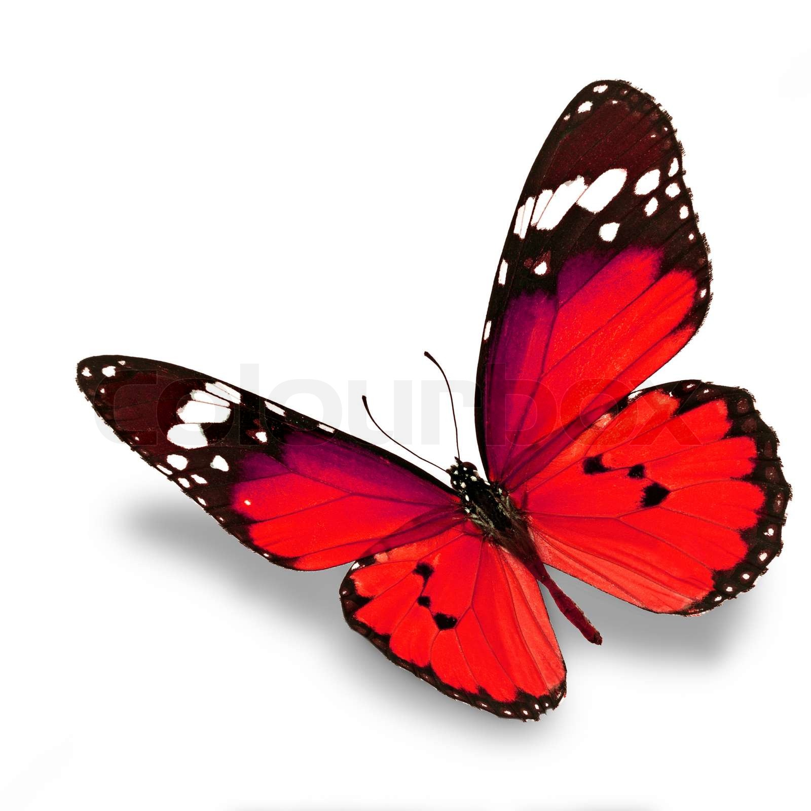 red butterfly Stock image Colourbox