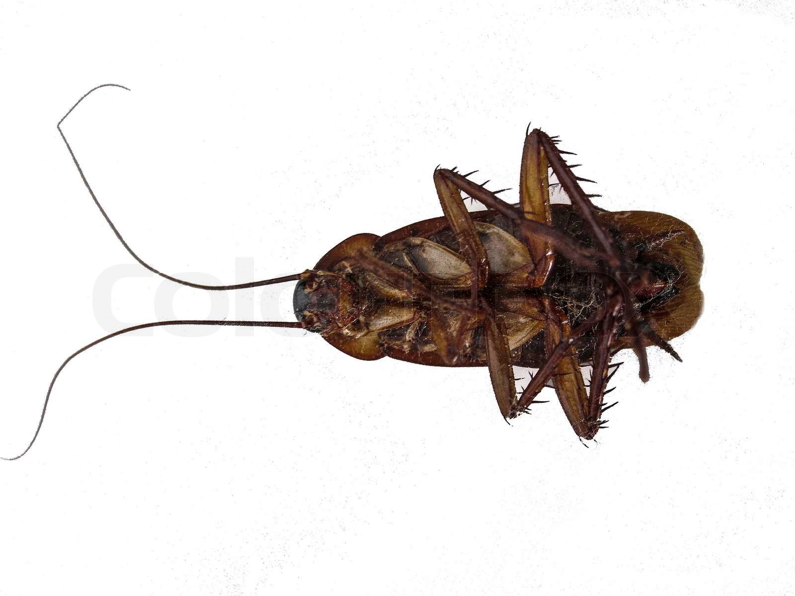 Cockroach. Stock image Colourbox