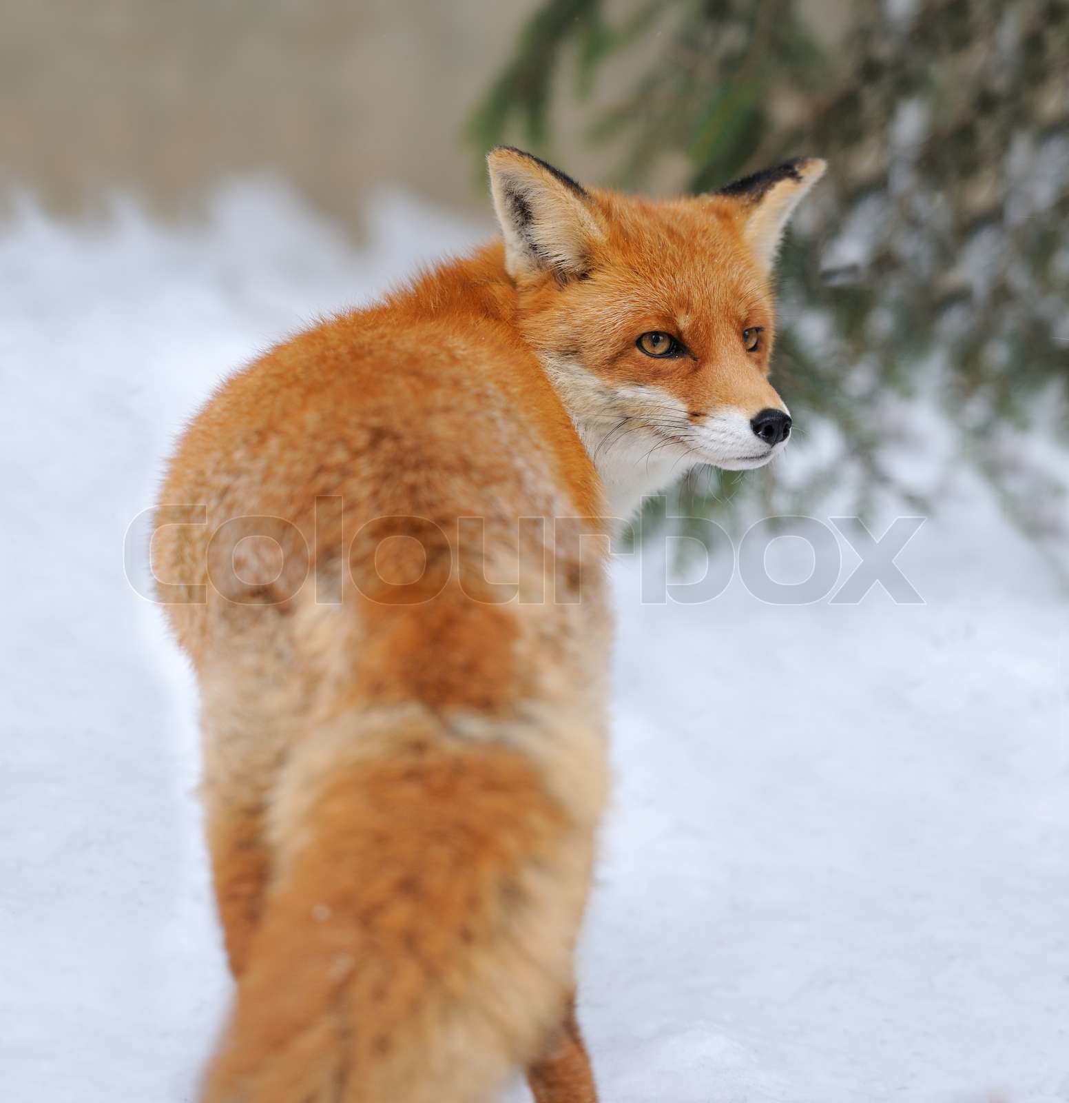 Red fox | Stock image | Colourbox