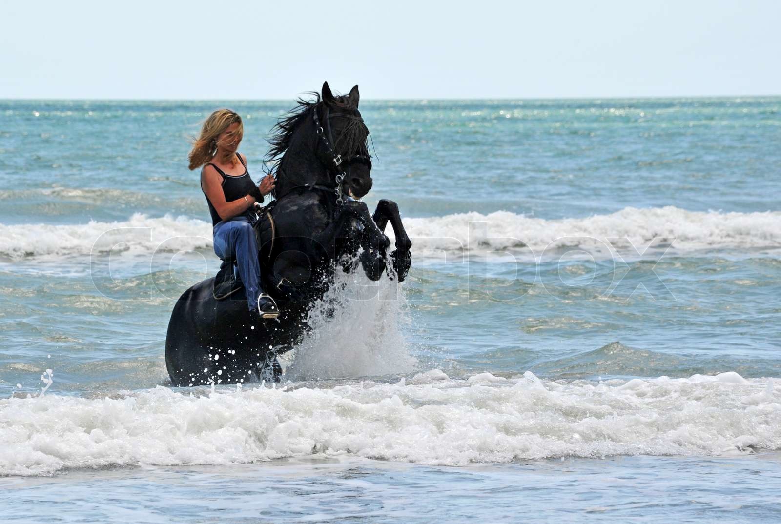 rearing horse in the sea Stock image Colourbox