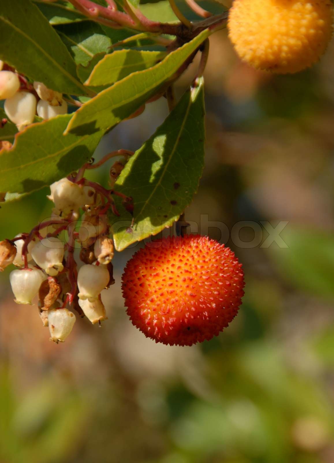 arbouse | Stock image | Colourbox