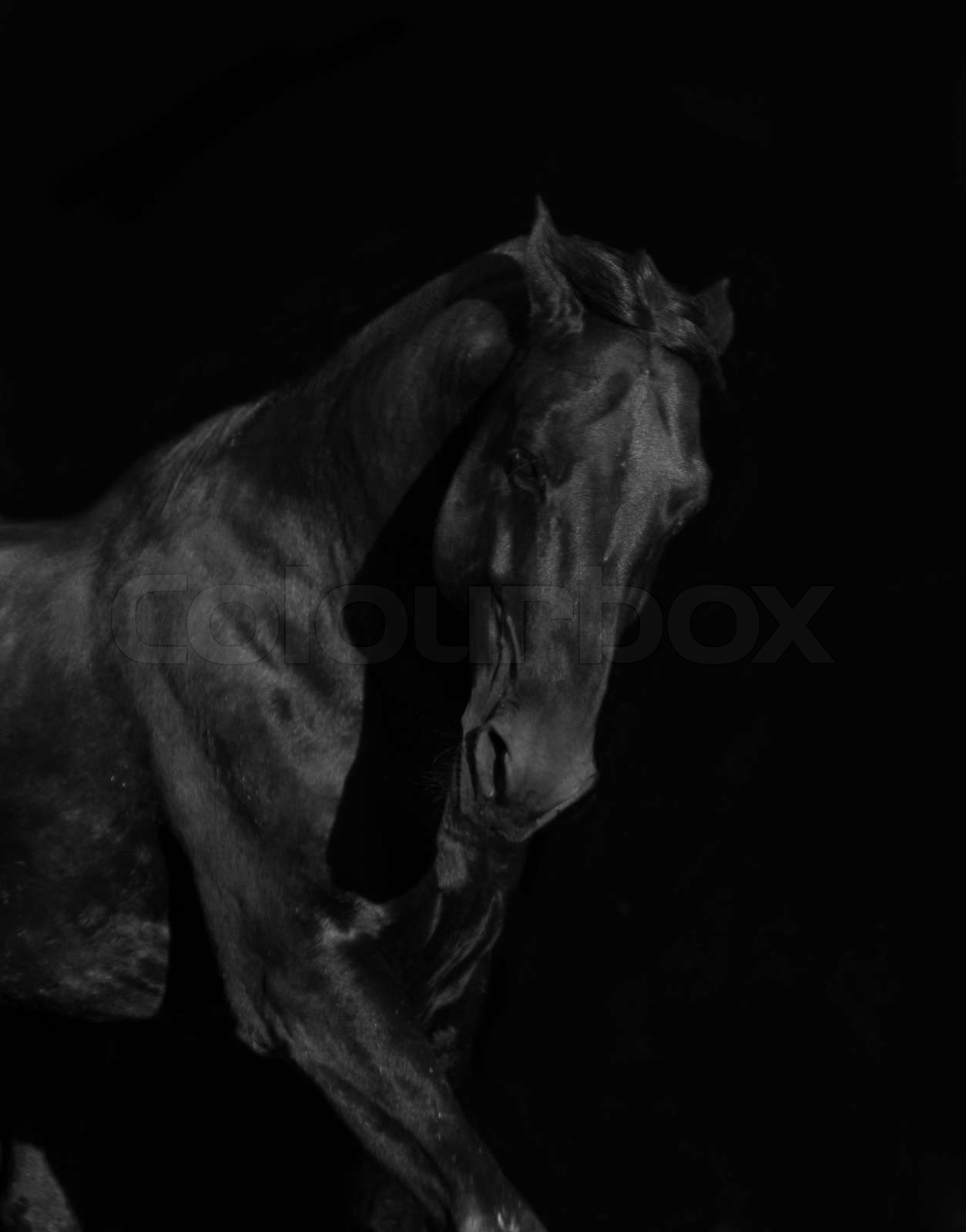 black stallion Stock image Colourbox