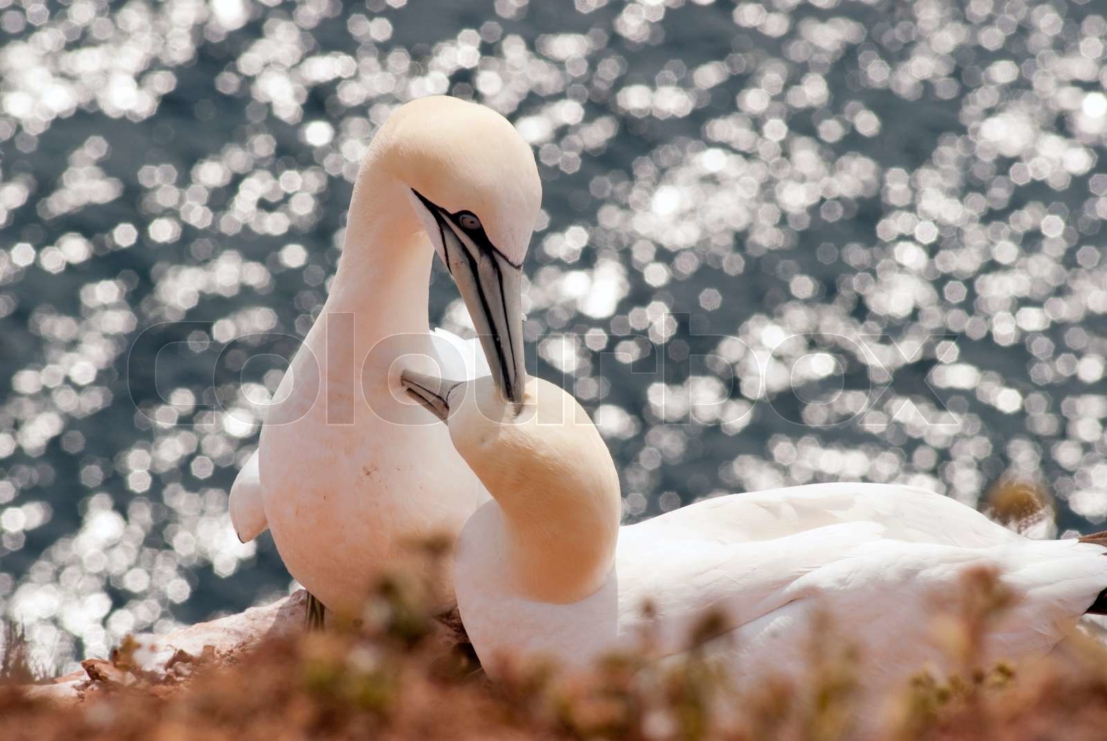 Suler i solen på Helgoland , Tyskland. | Stock foto | Colourbox