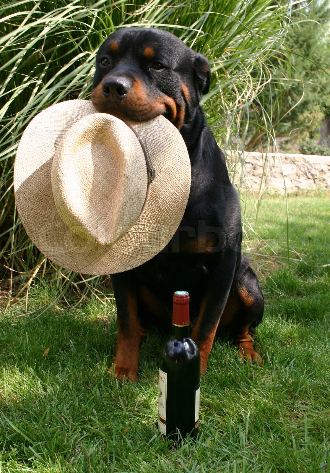 rottweiler hat