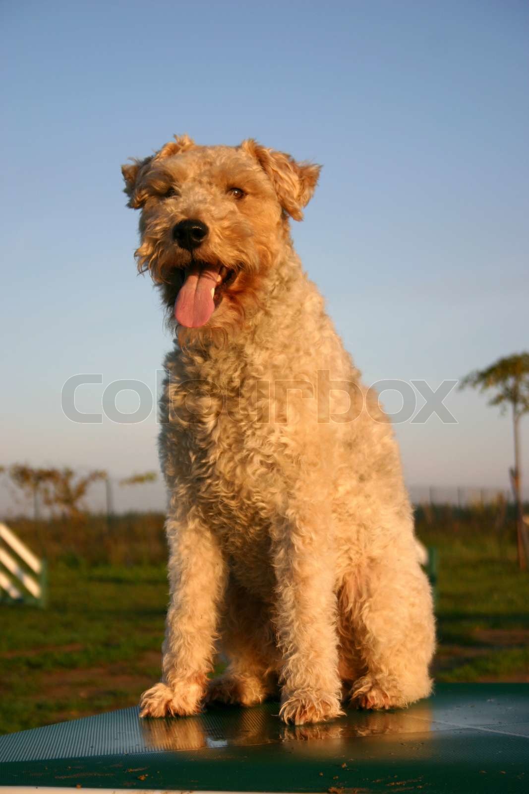 fox terrier Stock image Colourbox