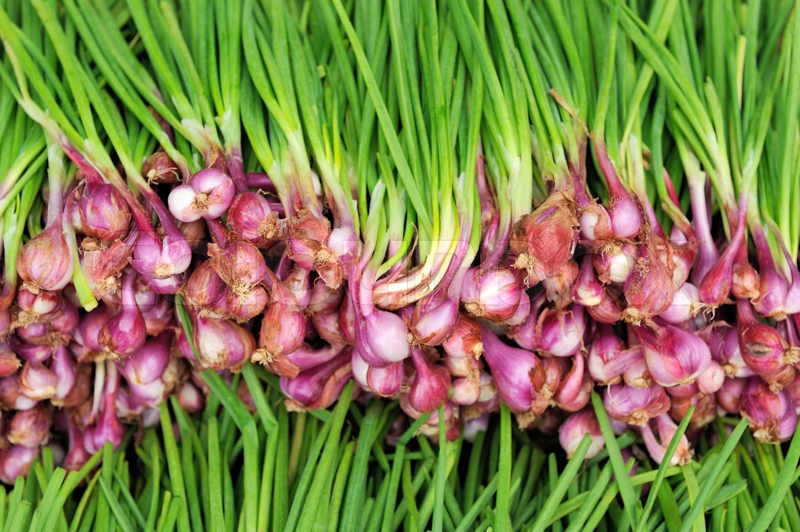 Garlic Stock image Colourbox