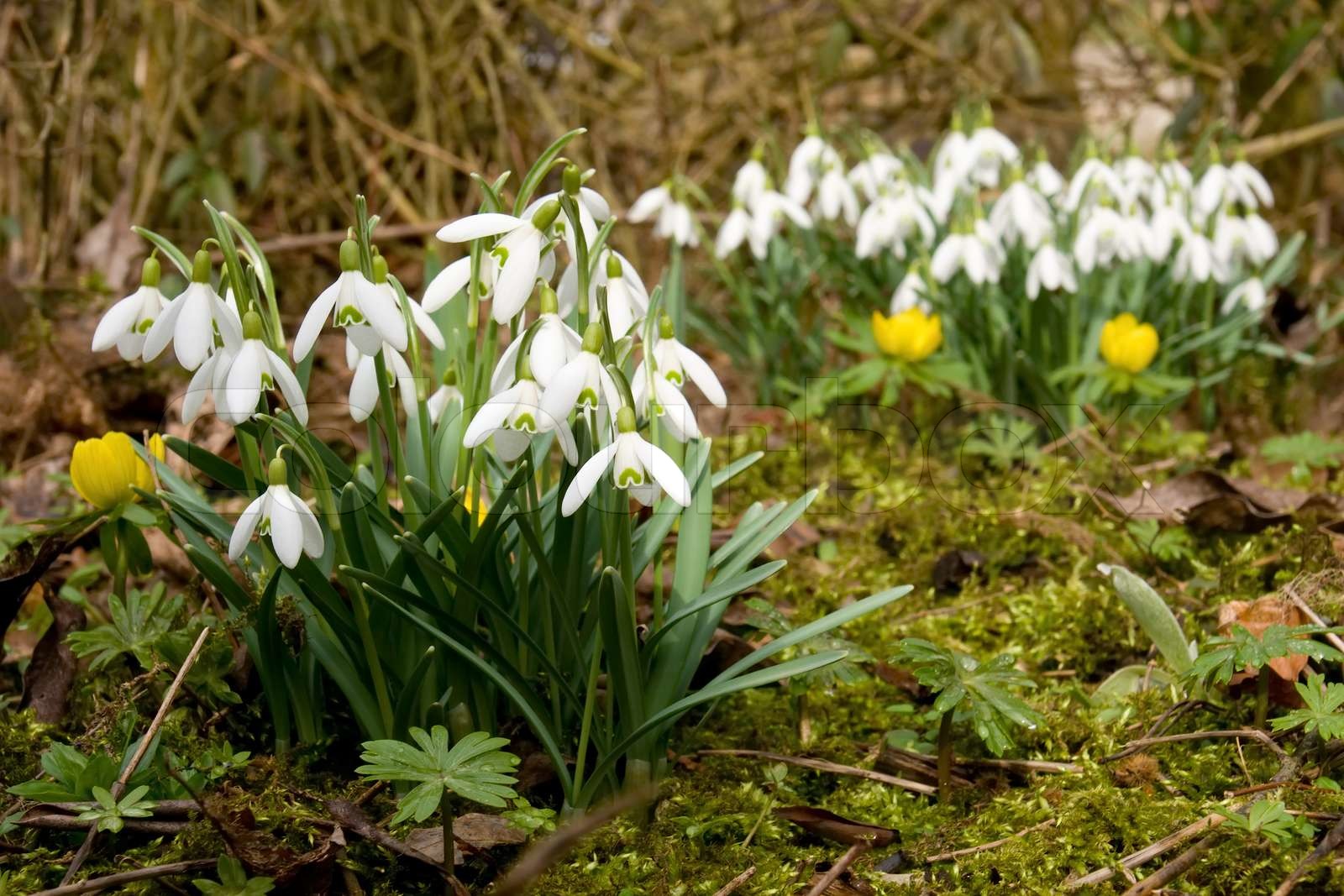 Zwei Gruppen von Schneeglöckchen und einige Winterlinge / zwei Gruppen Schneeglöckchen und Zwei Gruppen von Schneeglöckchen und einige Winterlinge / zwei Gruppen Schneeglöckchen und