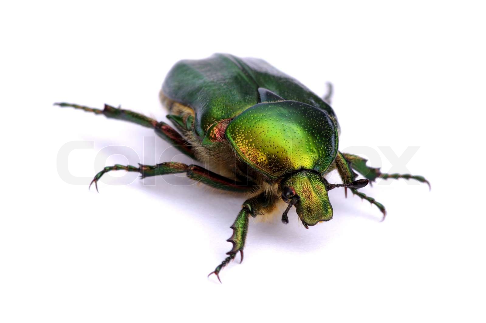 Green beetle | Stock image | Colourbox