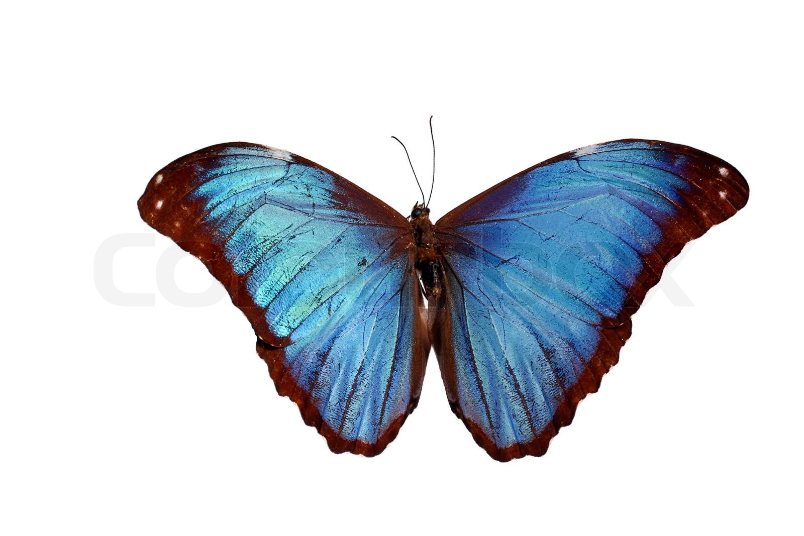 Blue Morpho Butterfly (Morpho godarti) in a natural position. | Stock