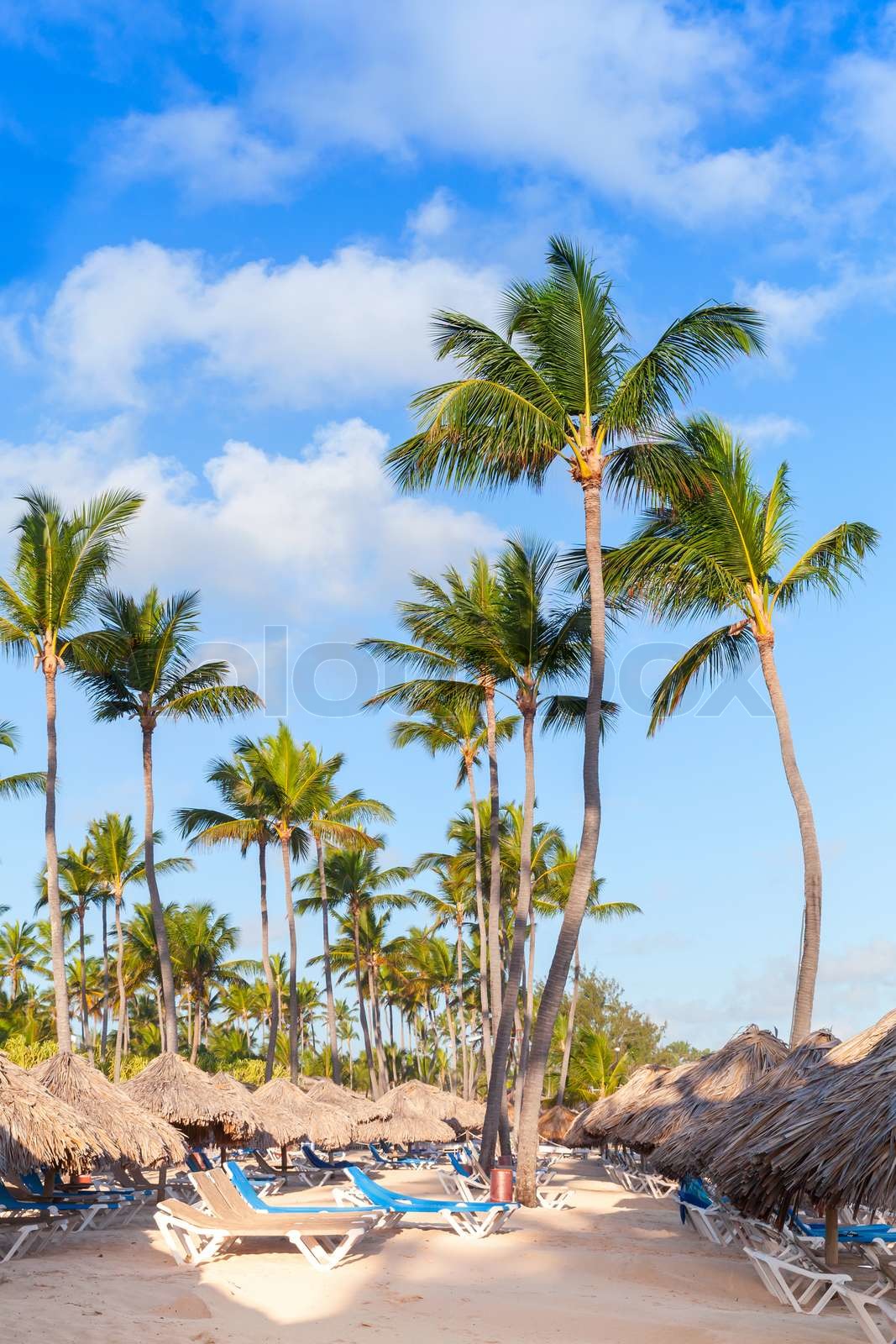 Palm trees, umbrellas and sunbeds on a sandy beach Stock image