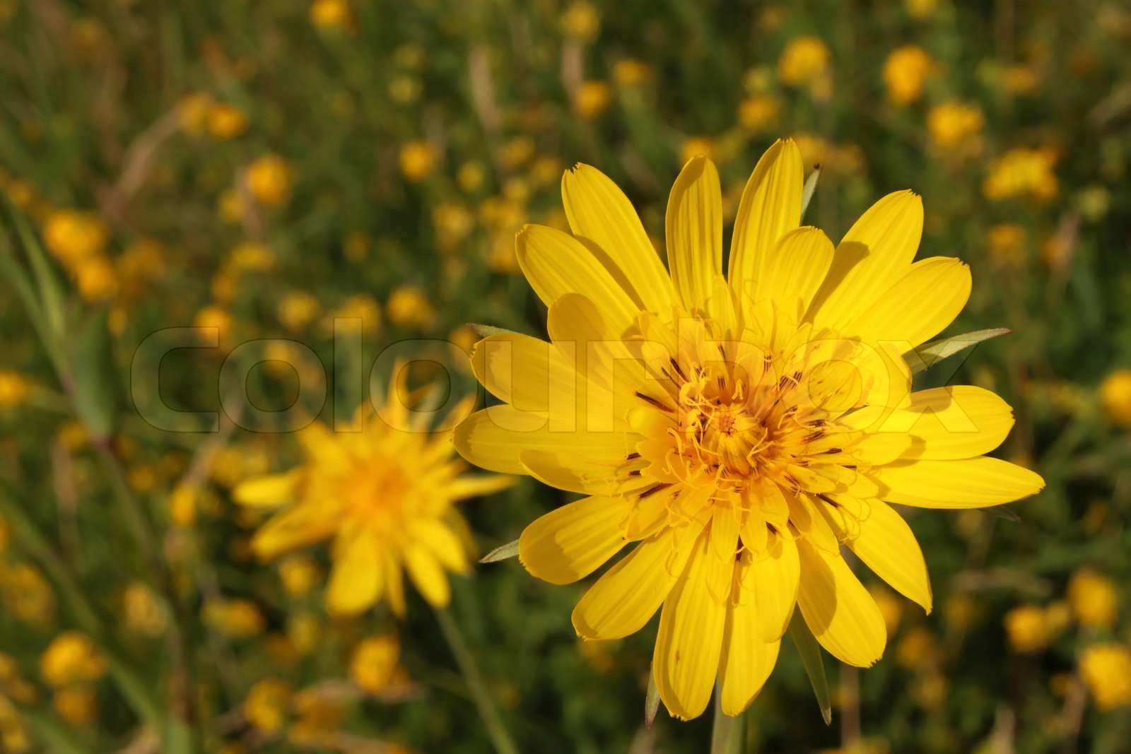 Gelbe Sommerblumen auf Wiese Stock Bild Colourbox