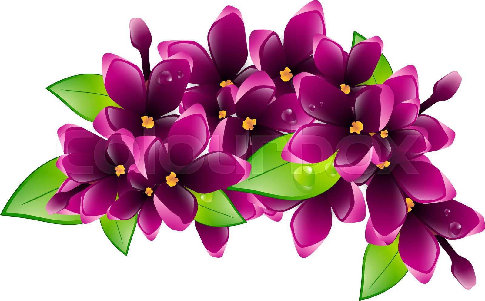 Lilac Flower | Stock vector | Colourbox