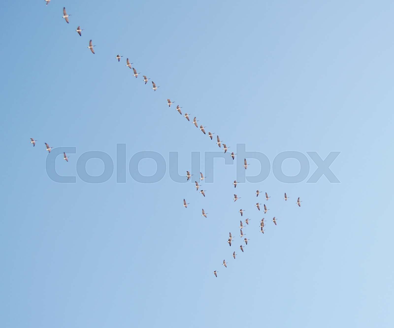flock birds Stock image Colourbox