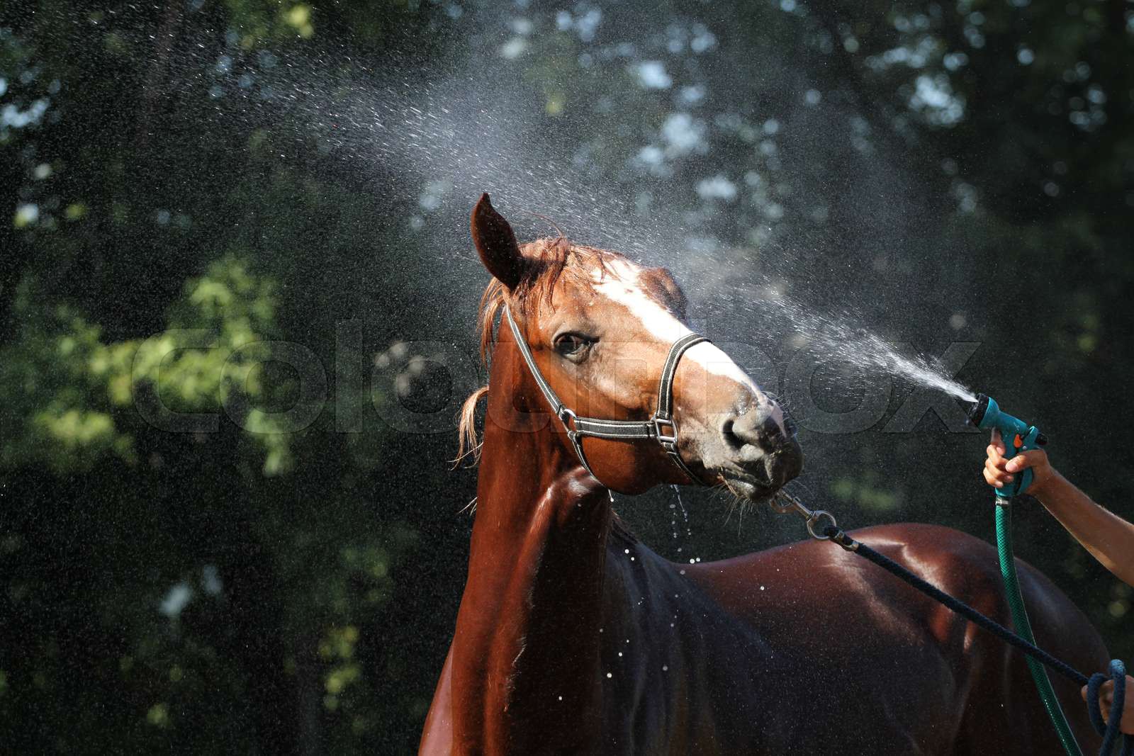 car wash for horses