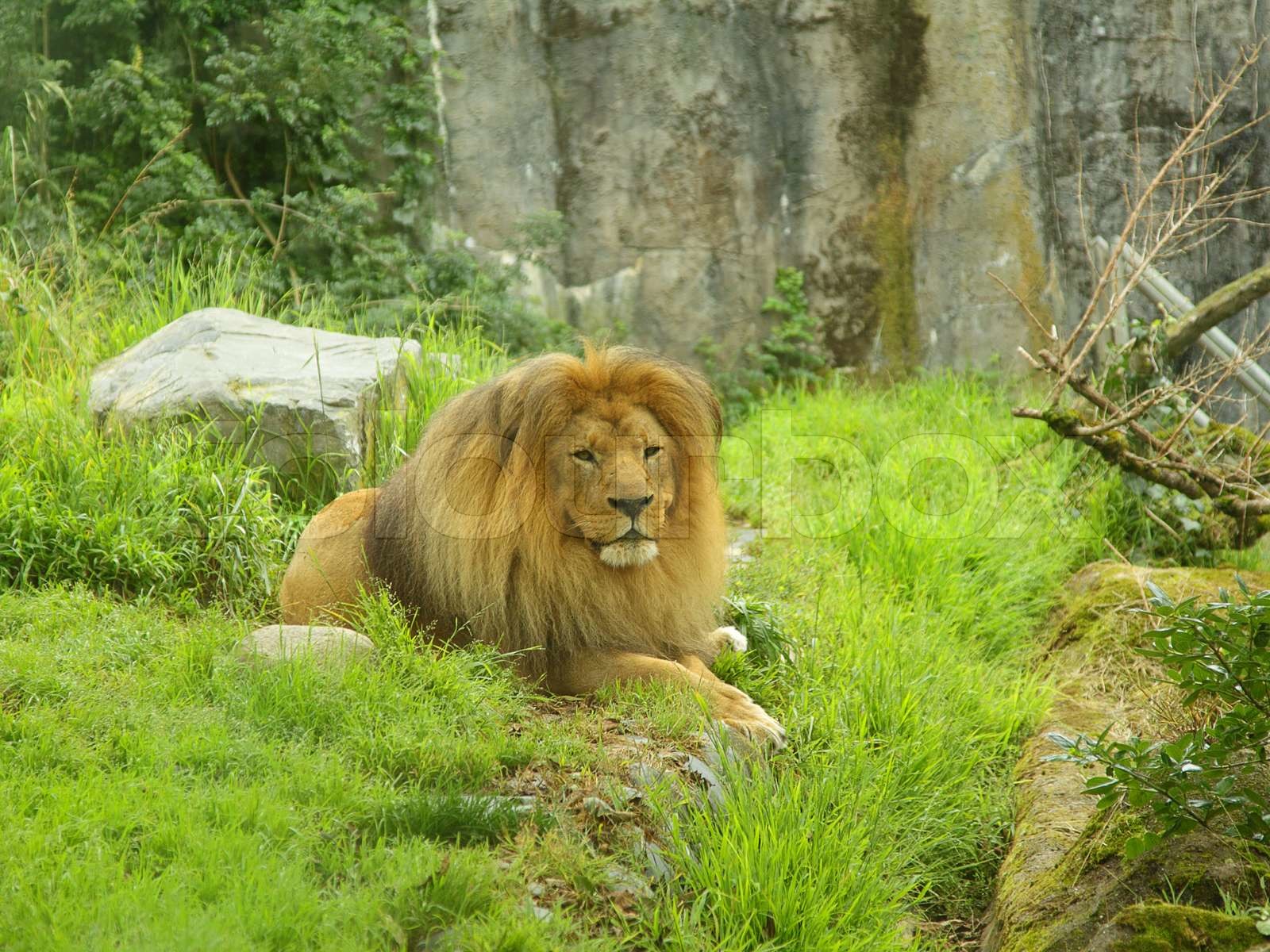 Why These Four Lion Stocks Went Backwards During The 2025 Tour Exclusive Report - t1rcnbd
