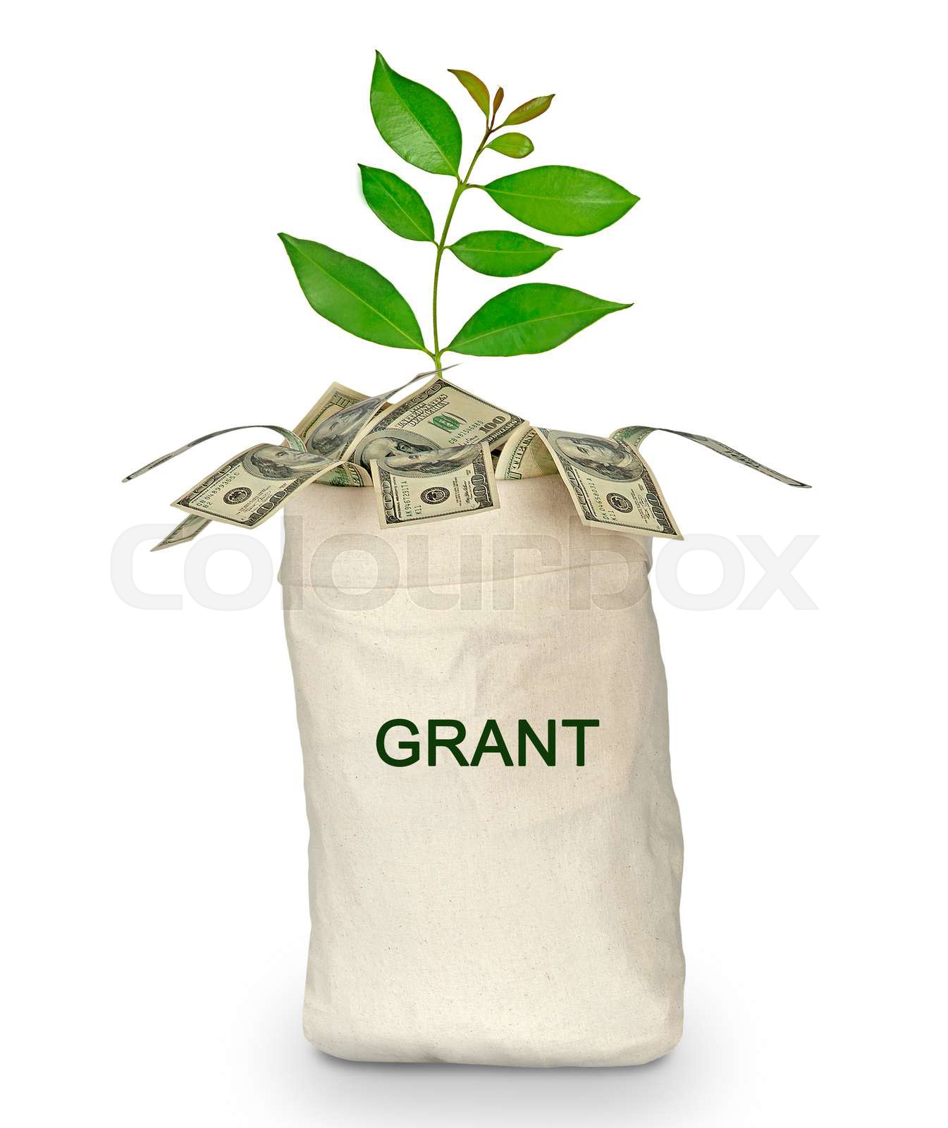 Tree growing from grant Stock image Colourbox
