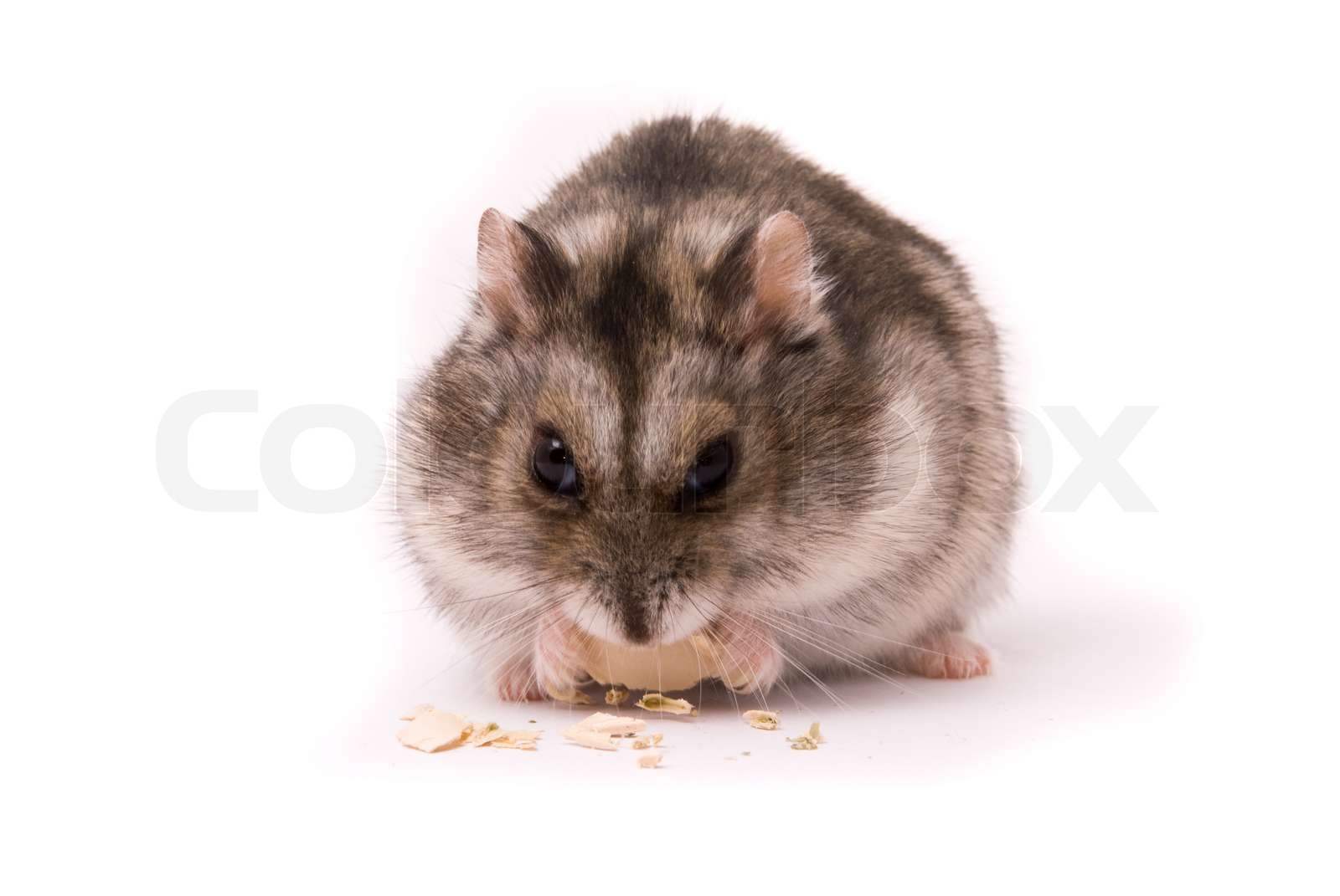 can dwarf hamsters eat pumpkin