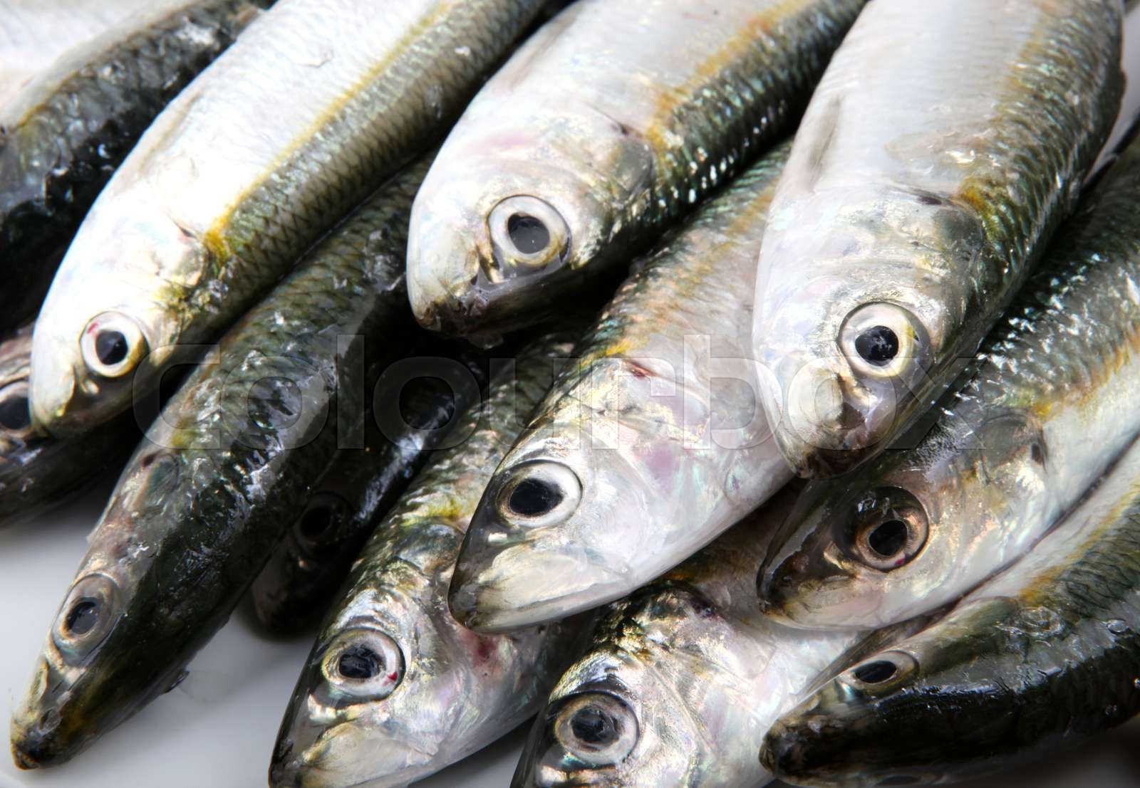 Fresh Sardines Stock image Colourbox