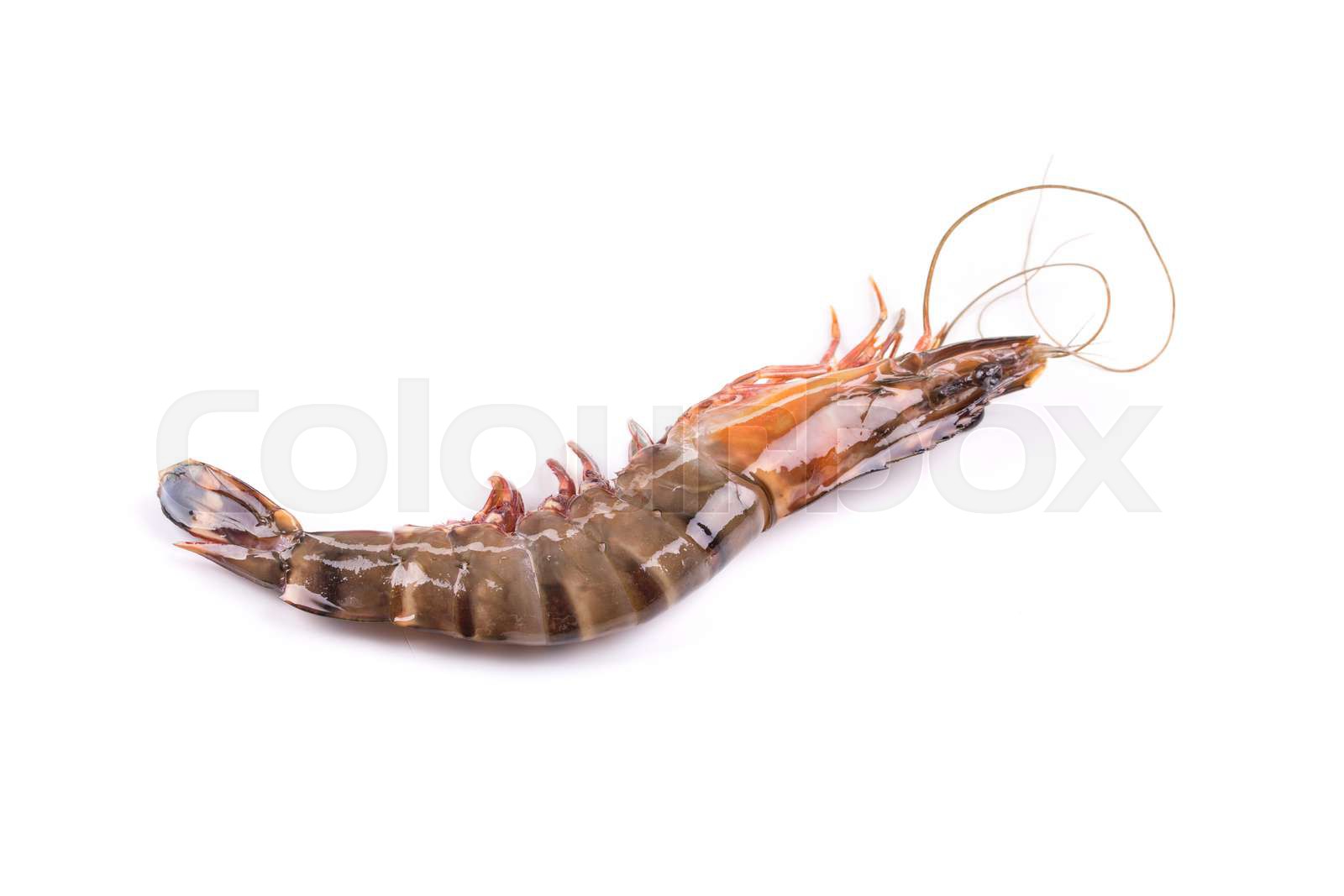 Fresh tiger shrimp | Stock image | Colourbox