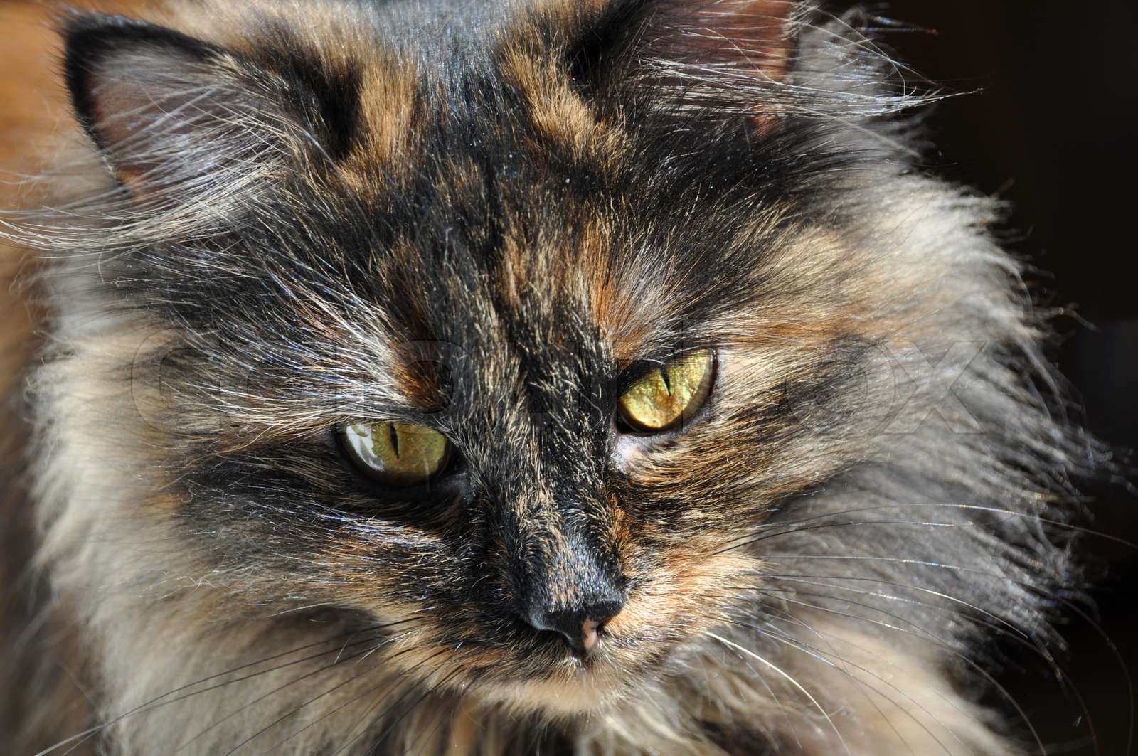 close-up portrait of a fluffy domestic cat | Stock image | Colourbox