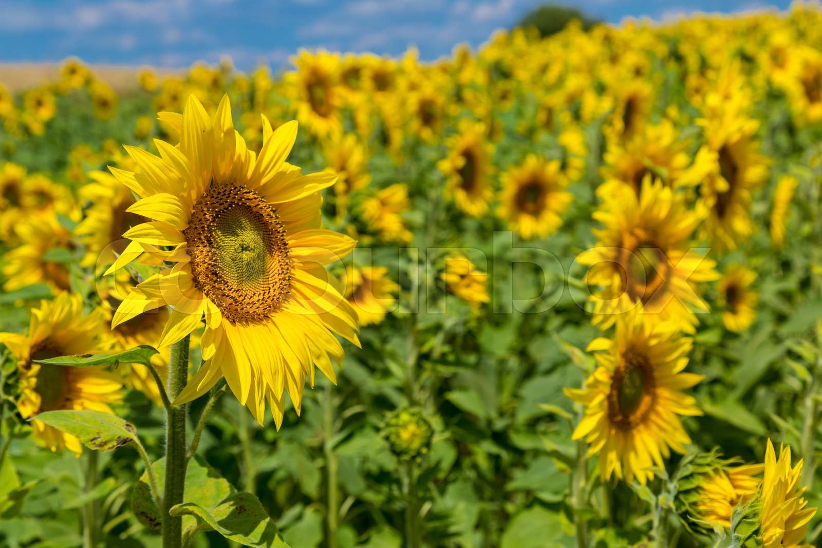 sun flowers field in Ukraine sunflowers Stock image Colourbox
