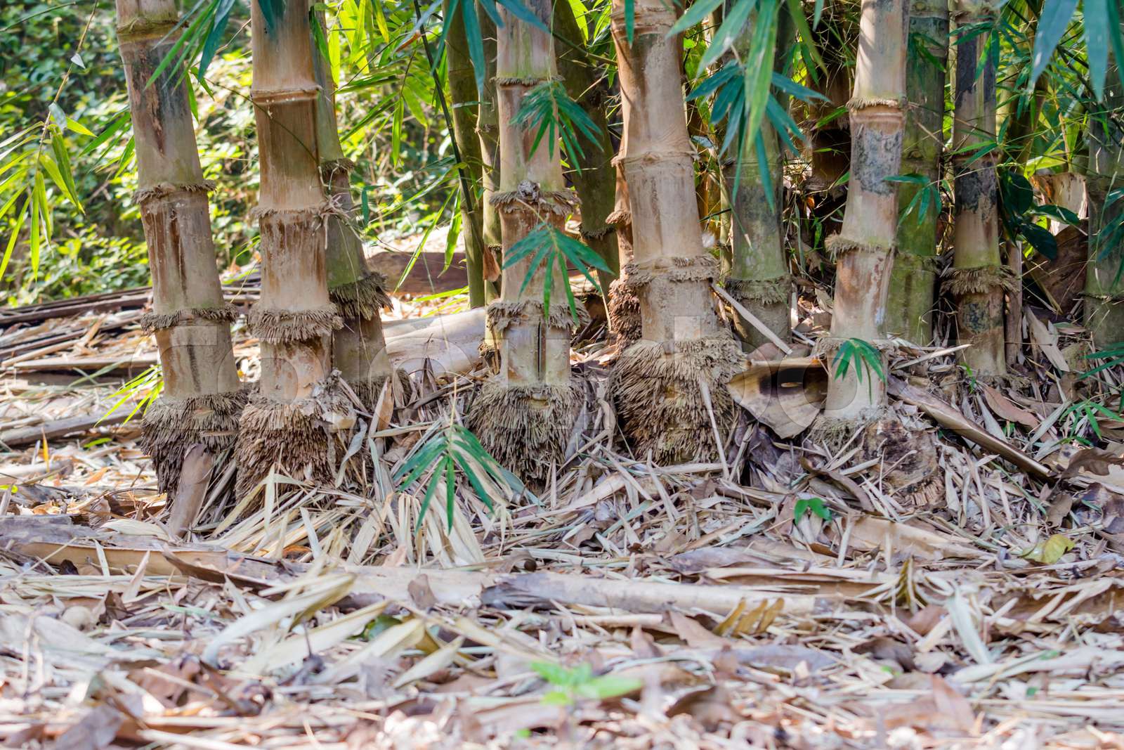 Bamboo roots Stock image Colourbox