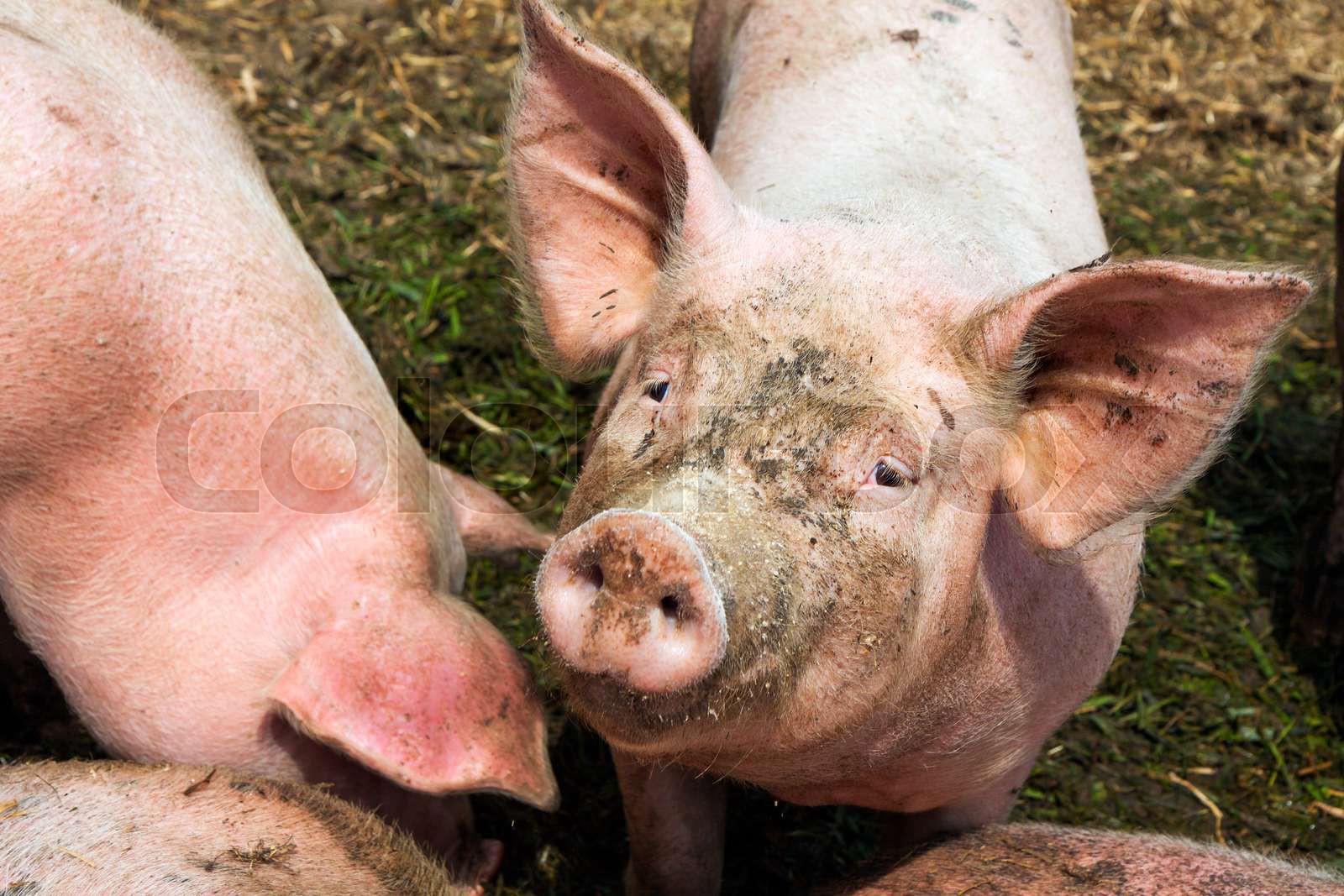 dirty pig in mud on the farm looking the camera | Stock image | Colourbox