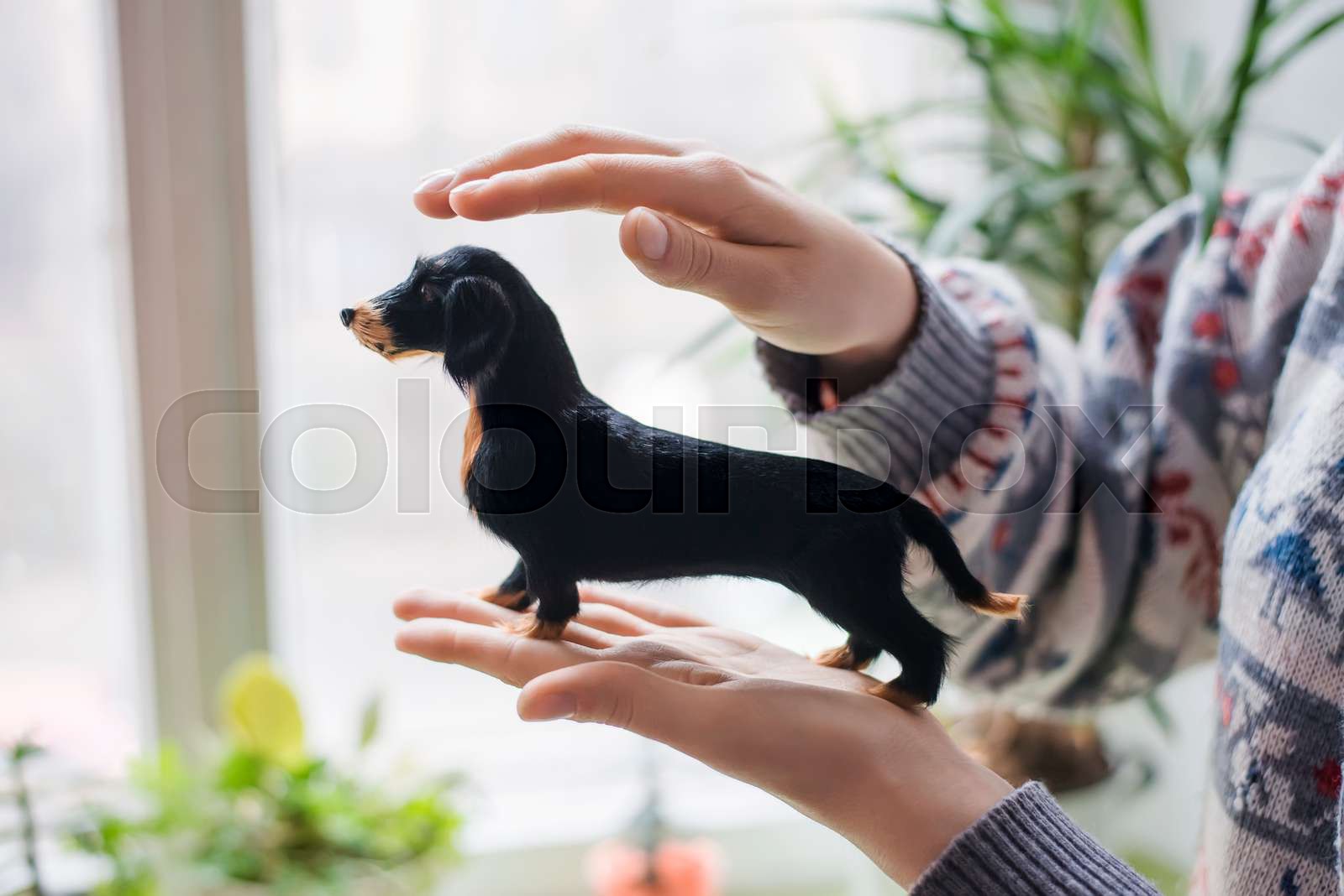 dachshund doll