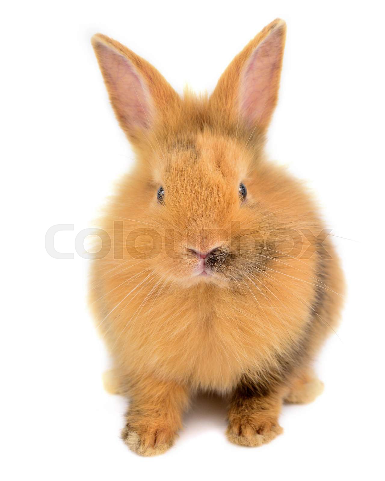 orange rabbit | Stock image | Colourbox