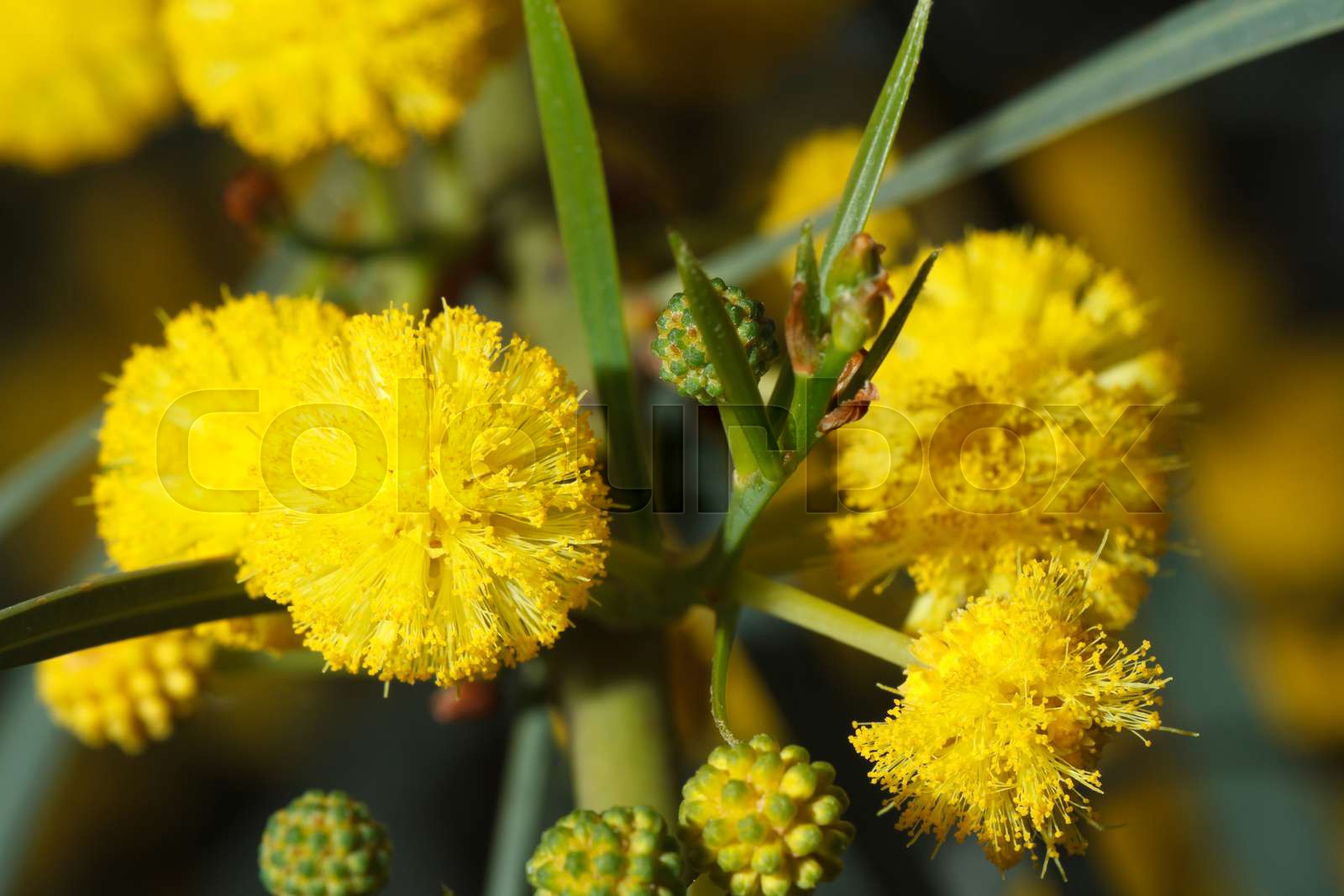 Yellow mimosa flowers macro outdoors Stock image Colourbox