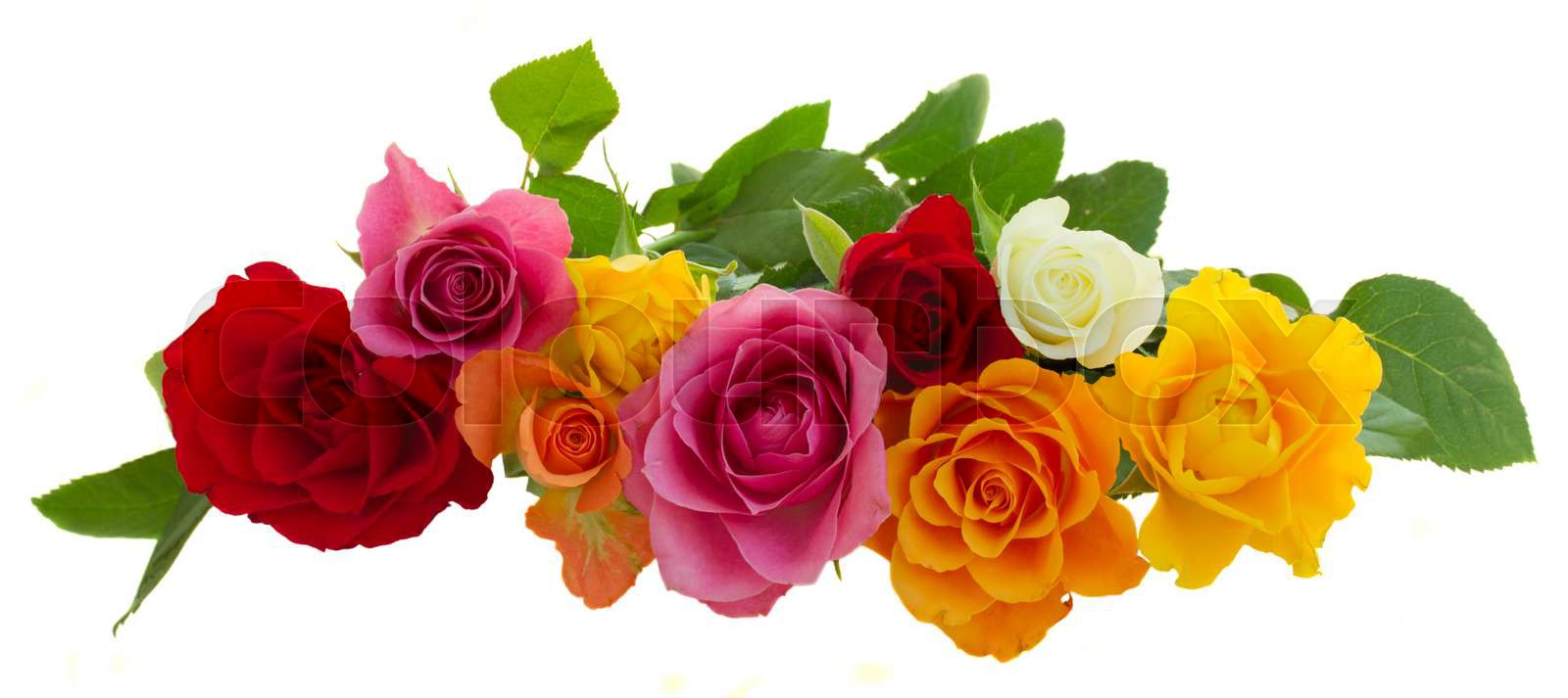 bouquet of fresh roses | Stock image | Colourbox