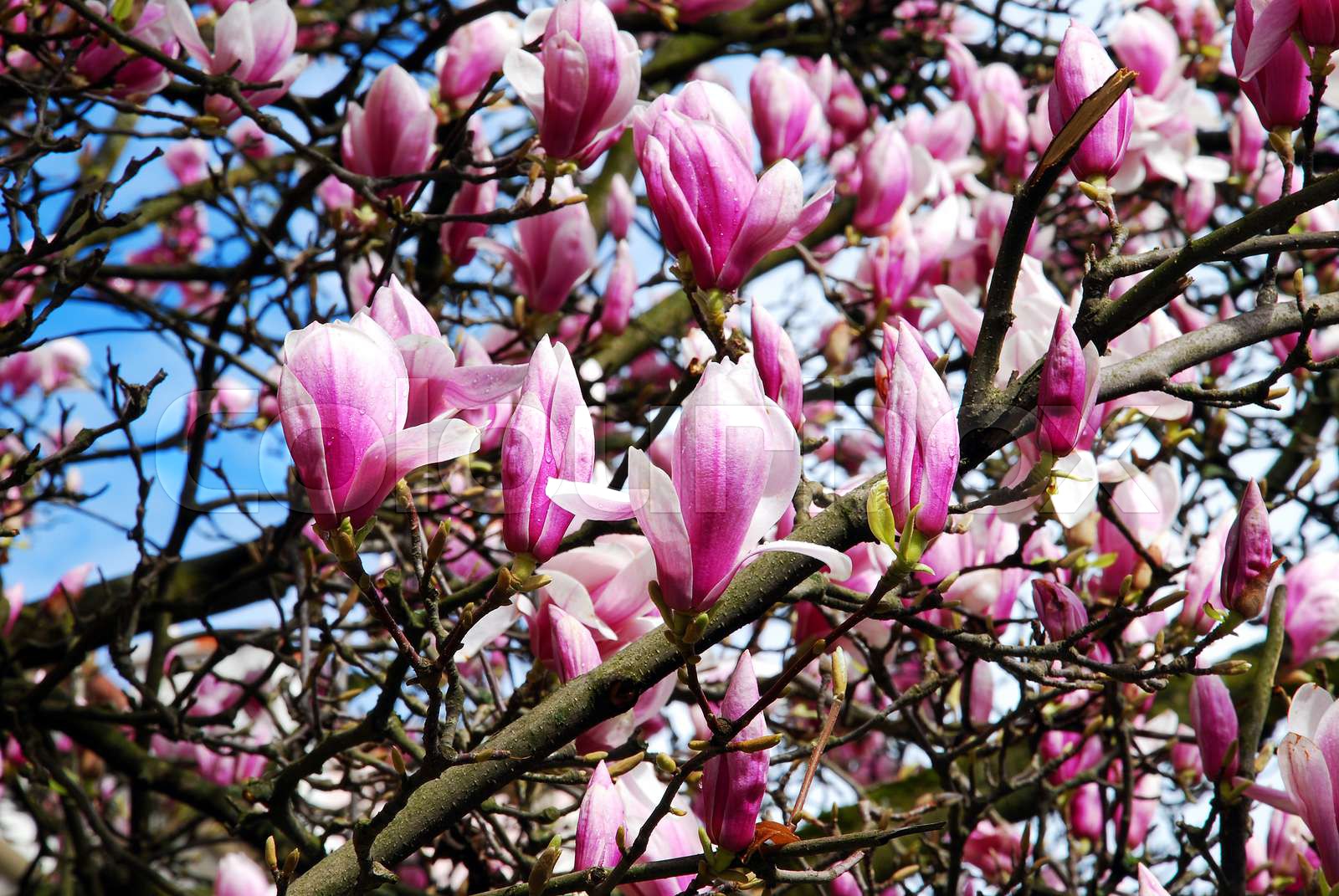 magnolie, baum, botanik | Stock Bild | Colourbox