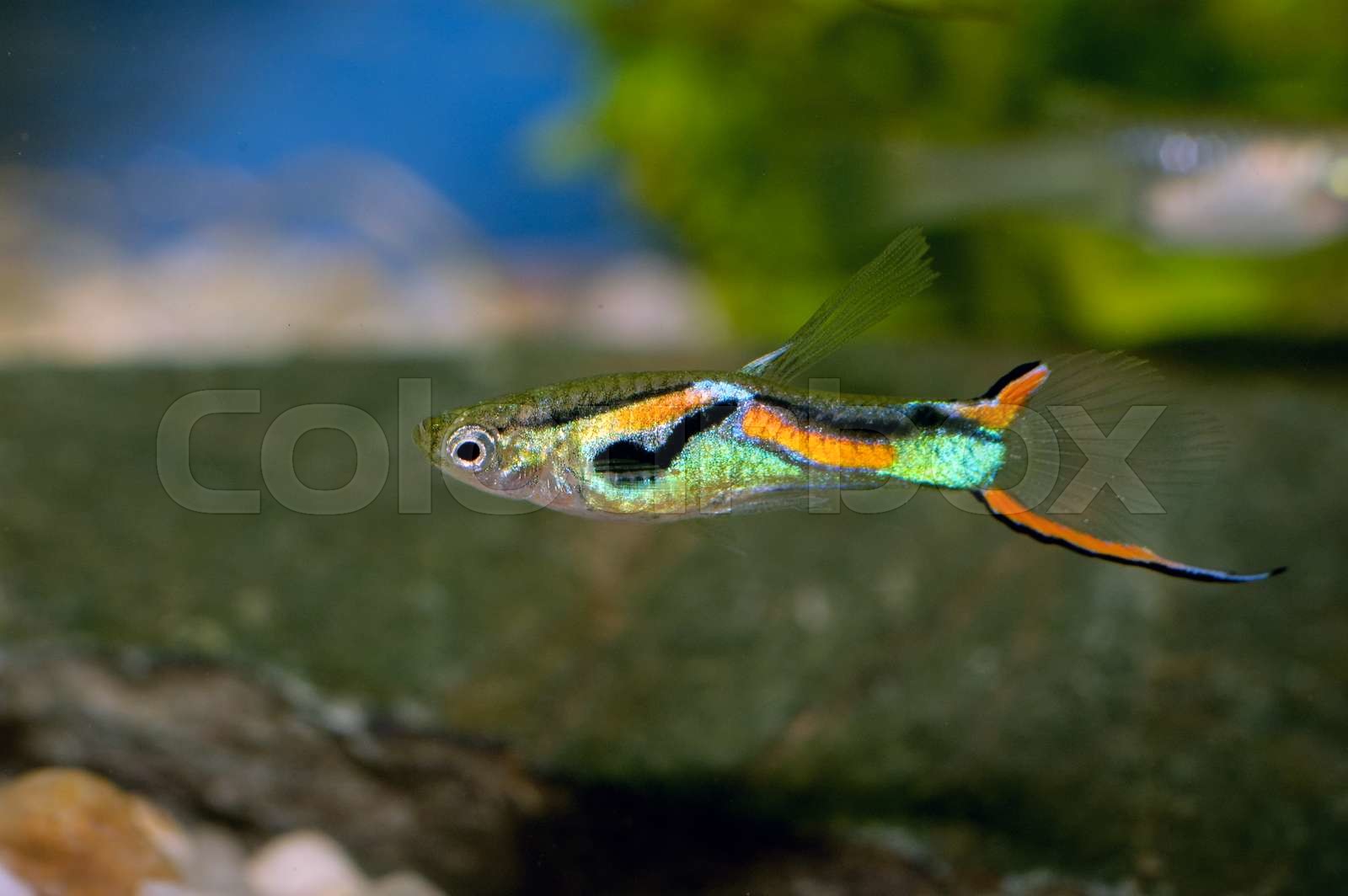 Guppy Fish Stock Image Colourbox