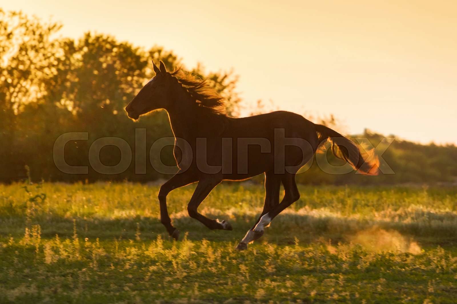 Horse run free Stock image Colourbox