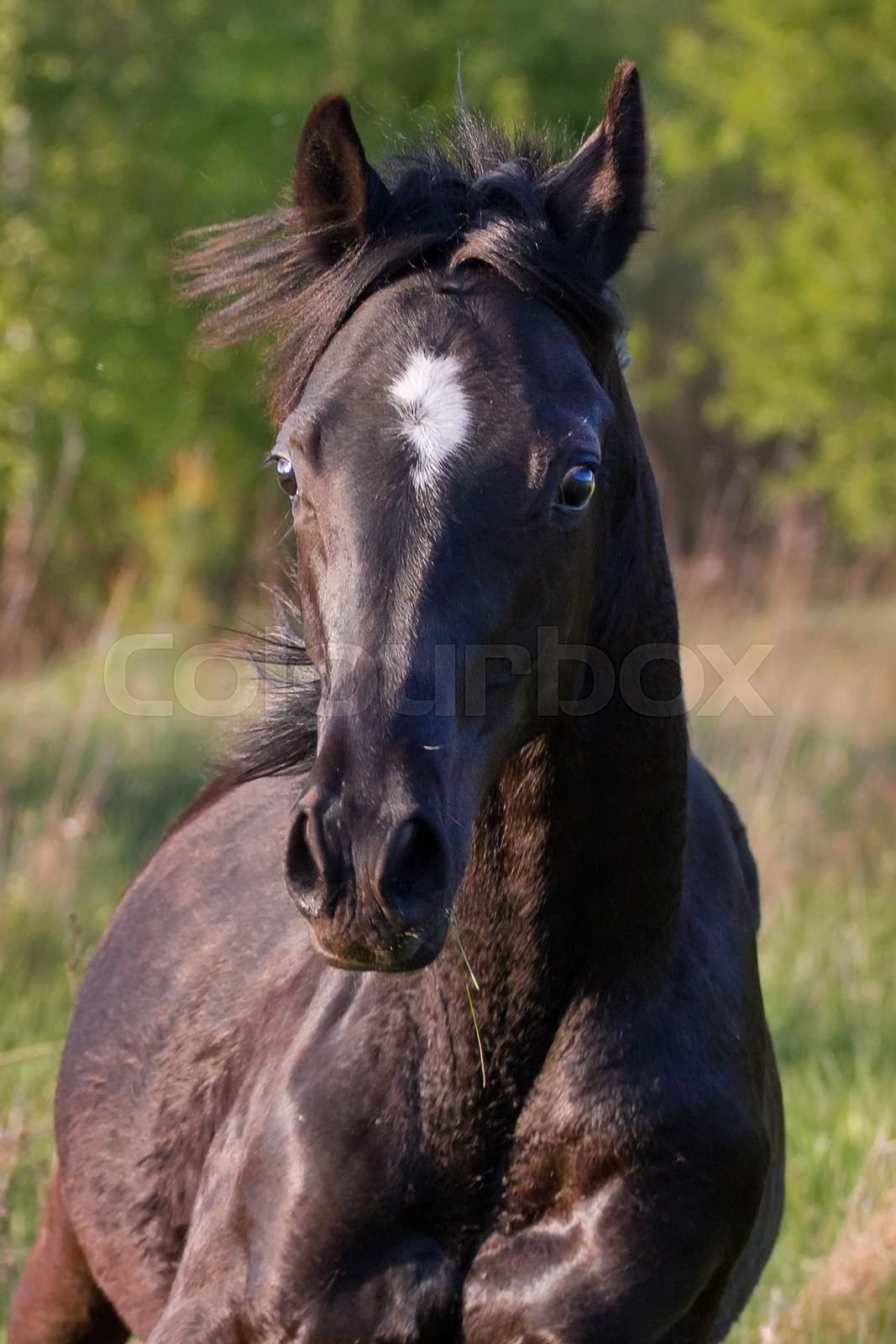 Black horse Stock image Colourbox