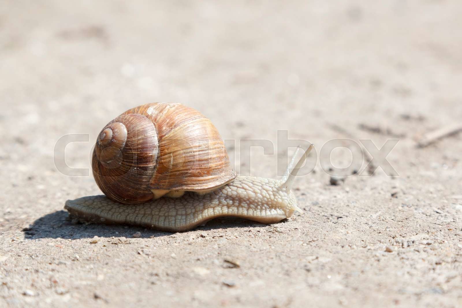 Snegl | Stock image | Colourbox