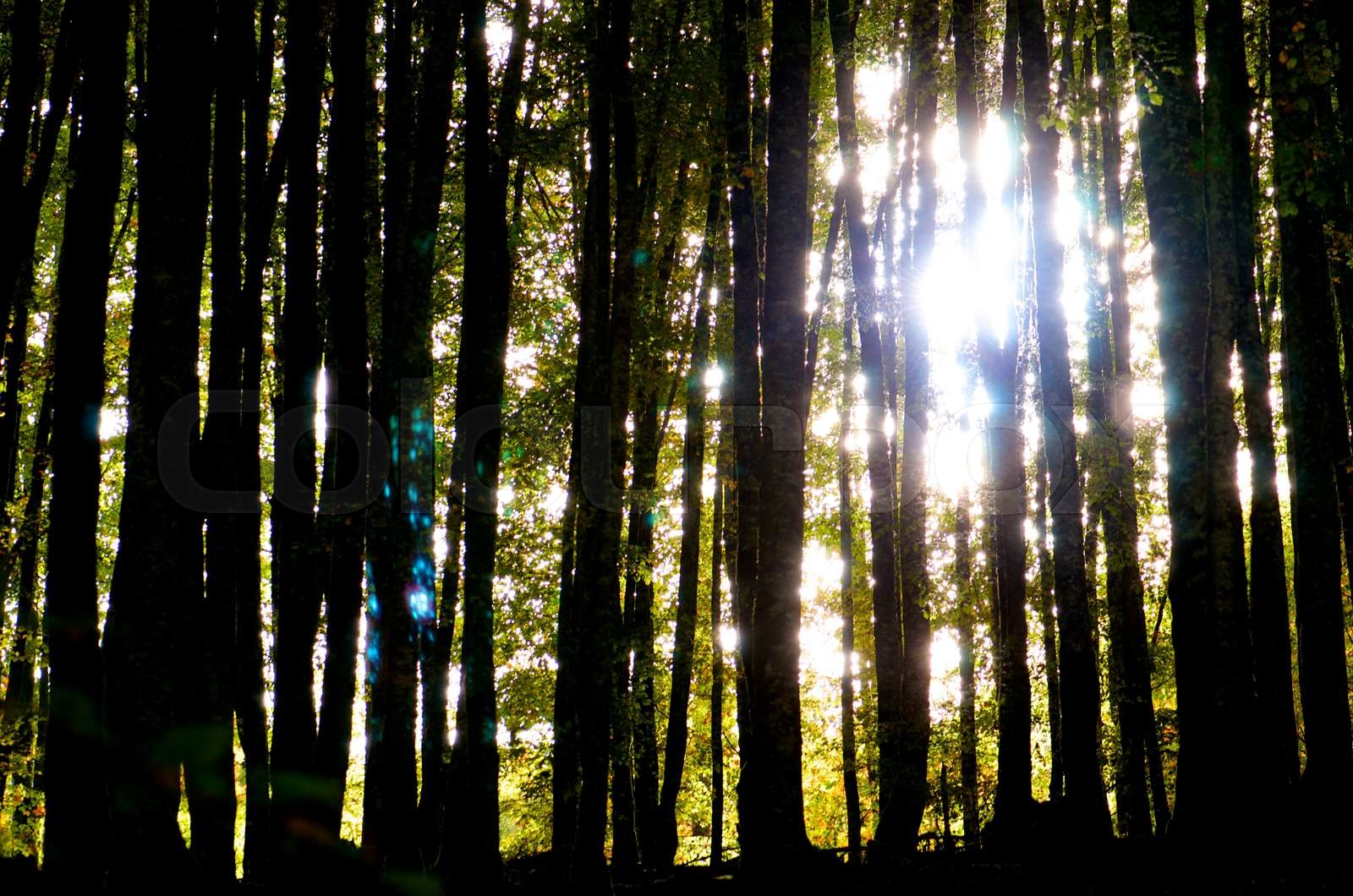 Irati Stock image Colourbox