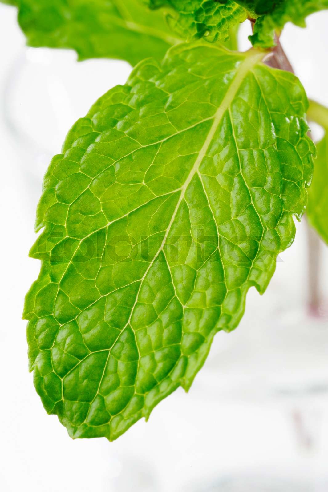 Mint herb Stock image Colourbox