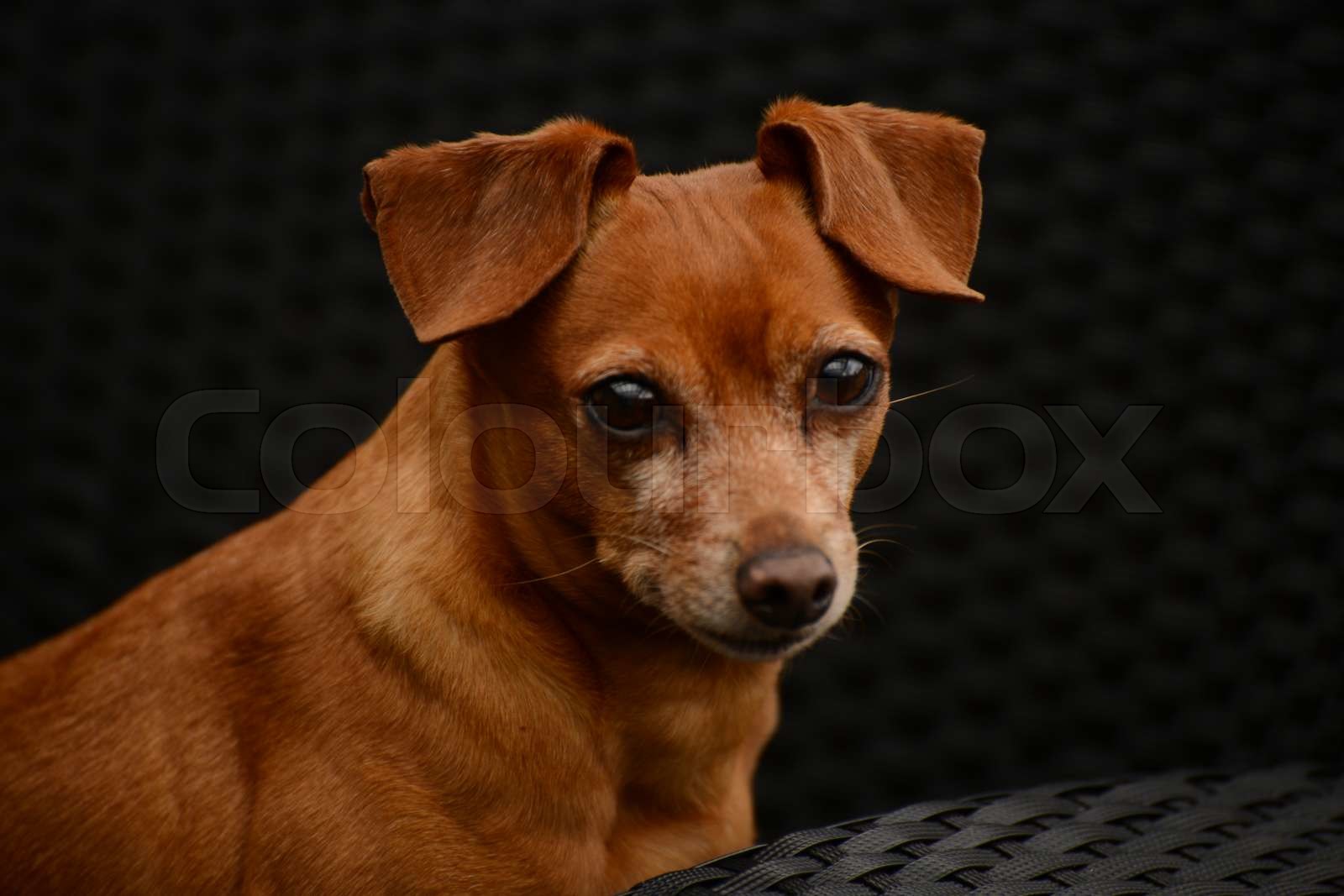 Tjekkisk Rottehund | Stock foto | Colourbox