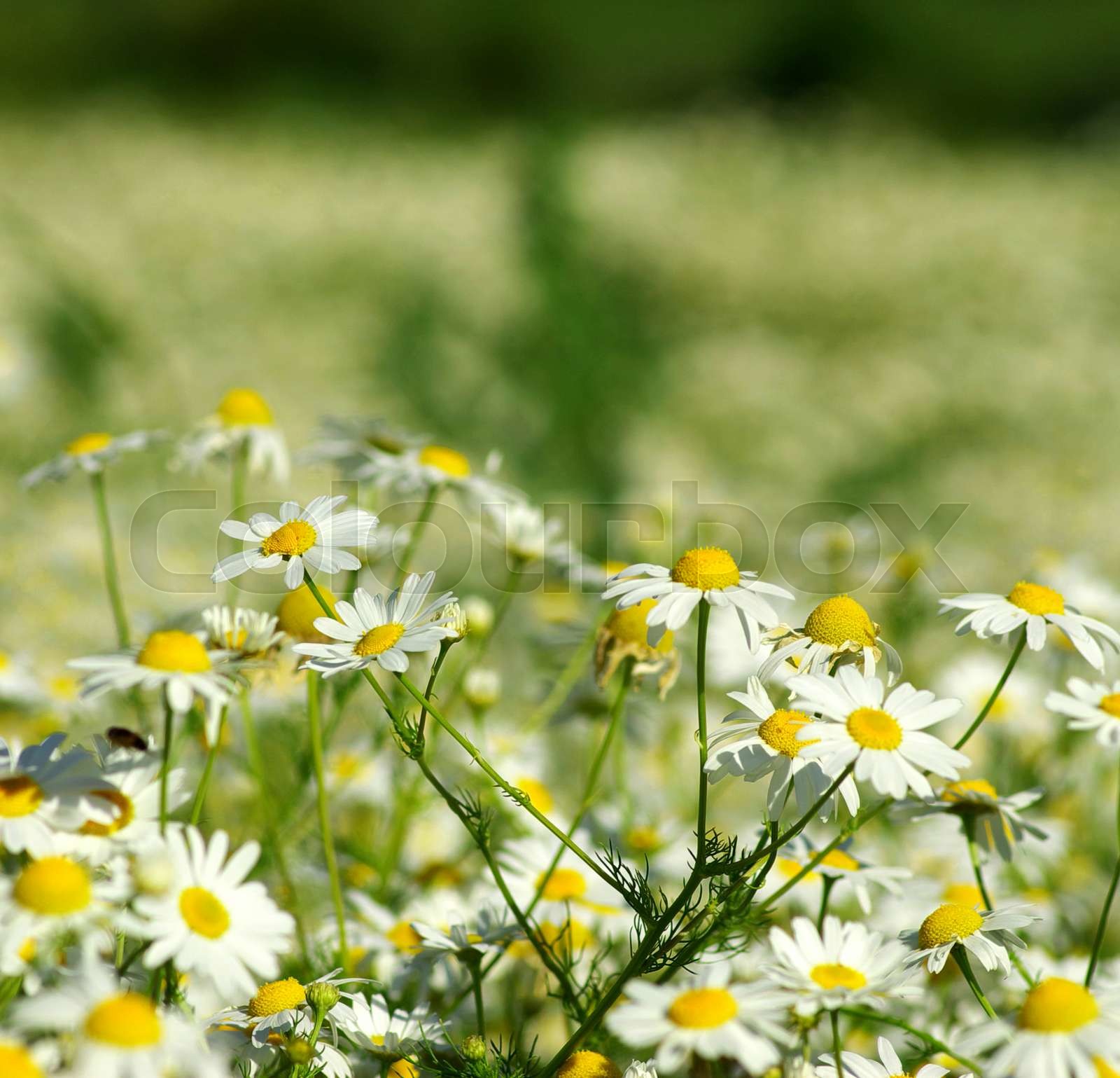 camomile Stock image Colourbox