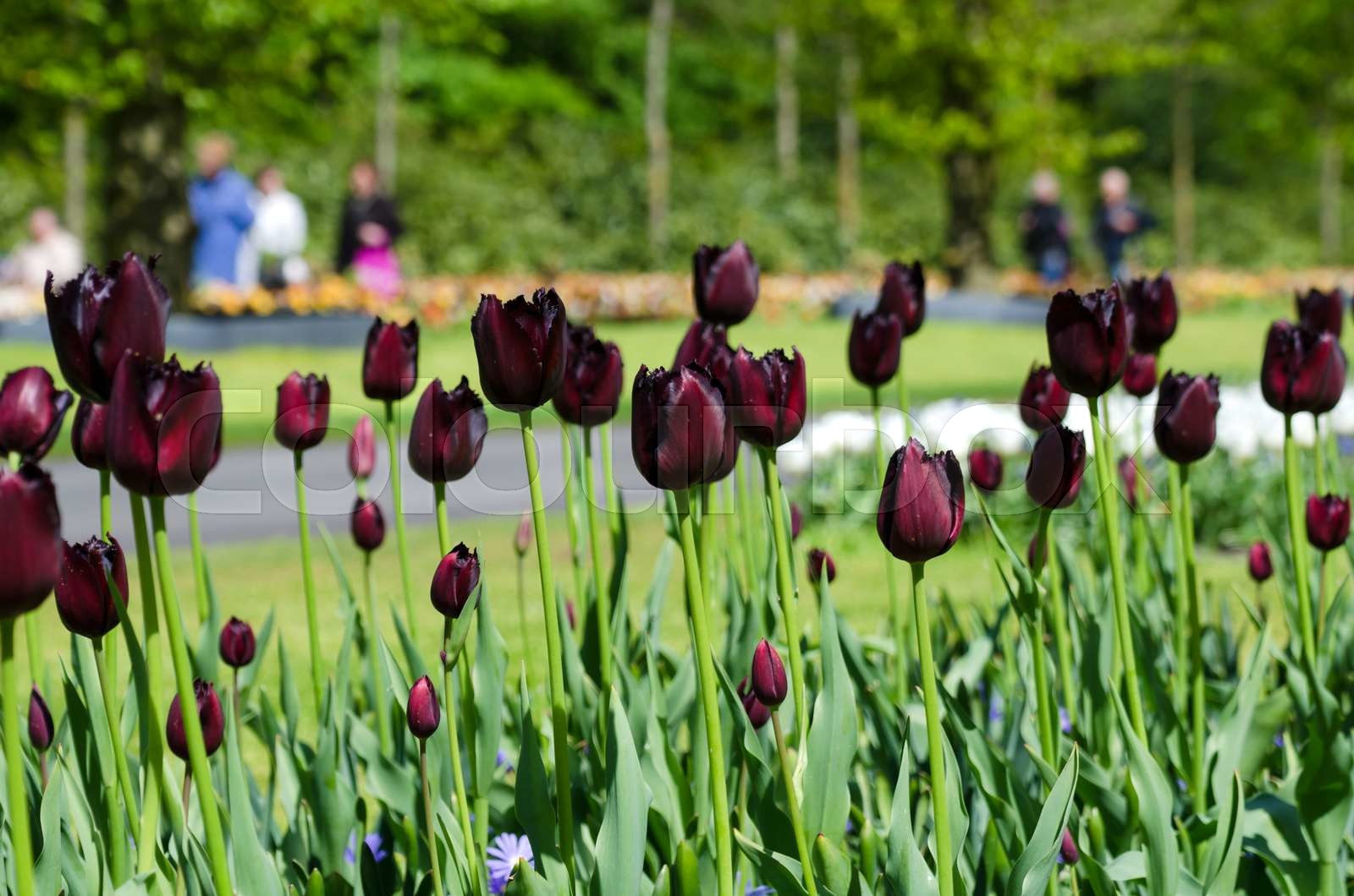 Beautiful black tulip flowers in Keukenhof Garden Stock image Colourbox