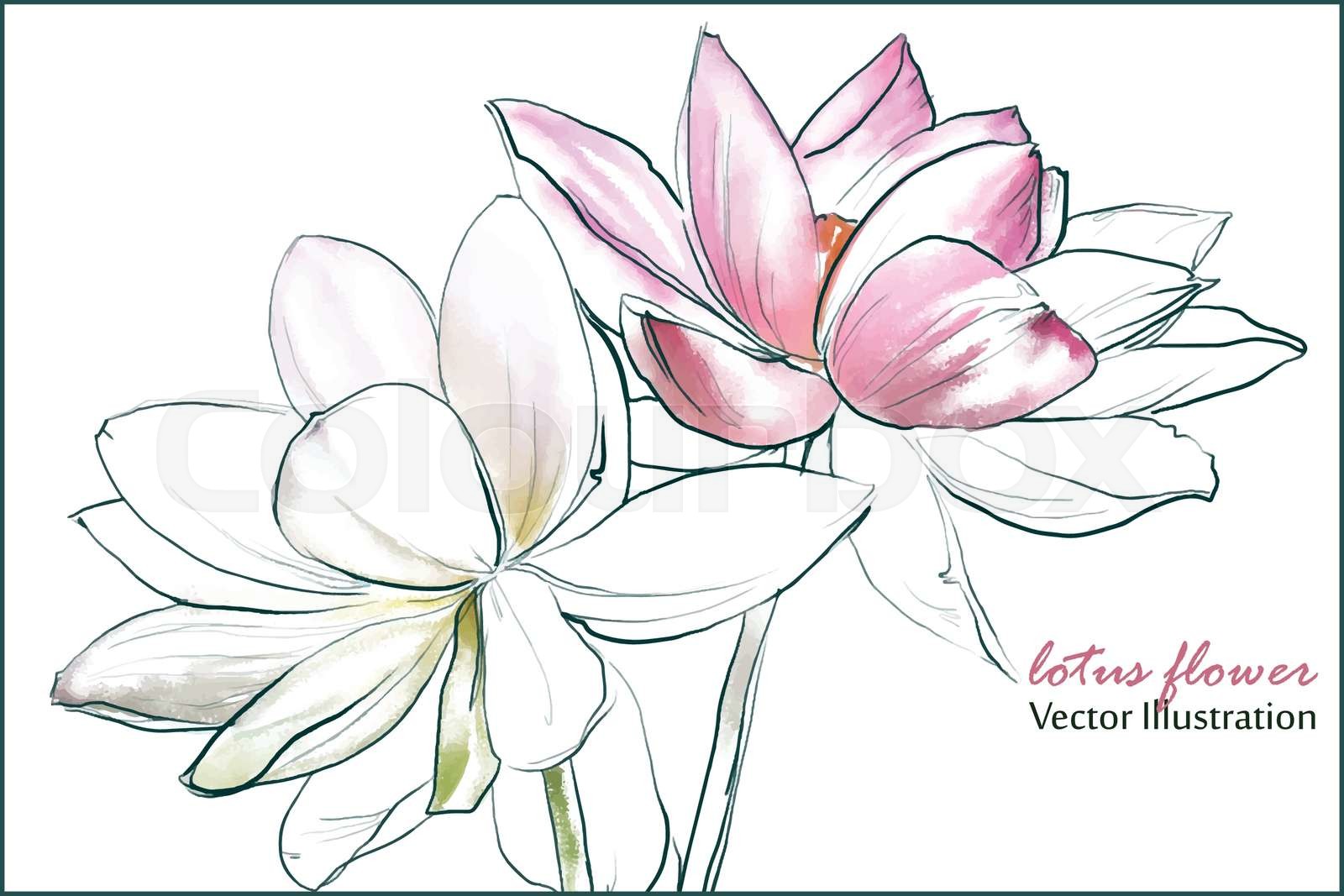 lotus flower | Stock vector | Colourbox
