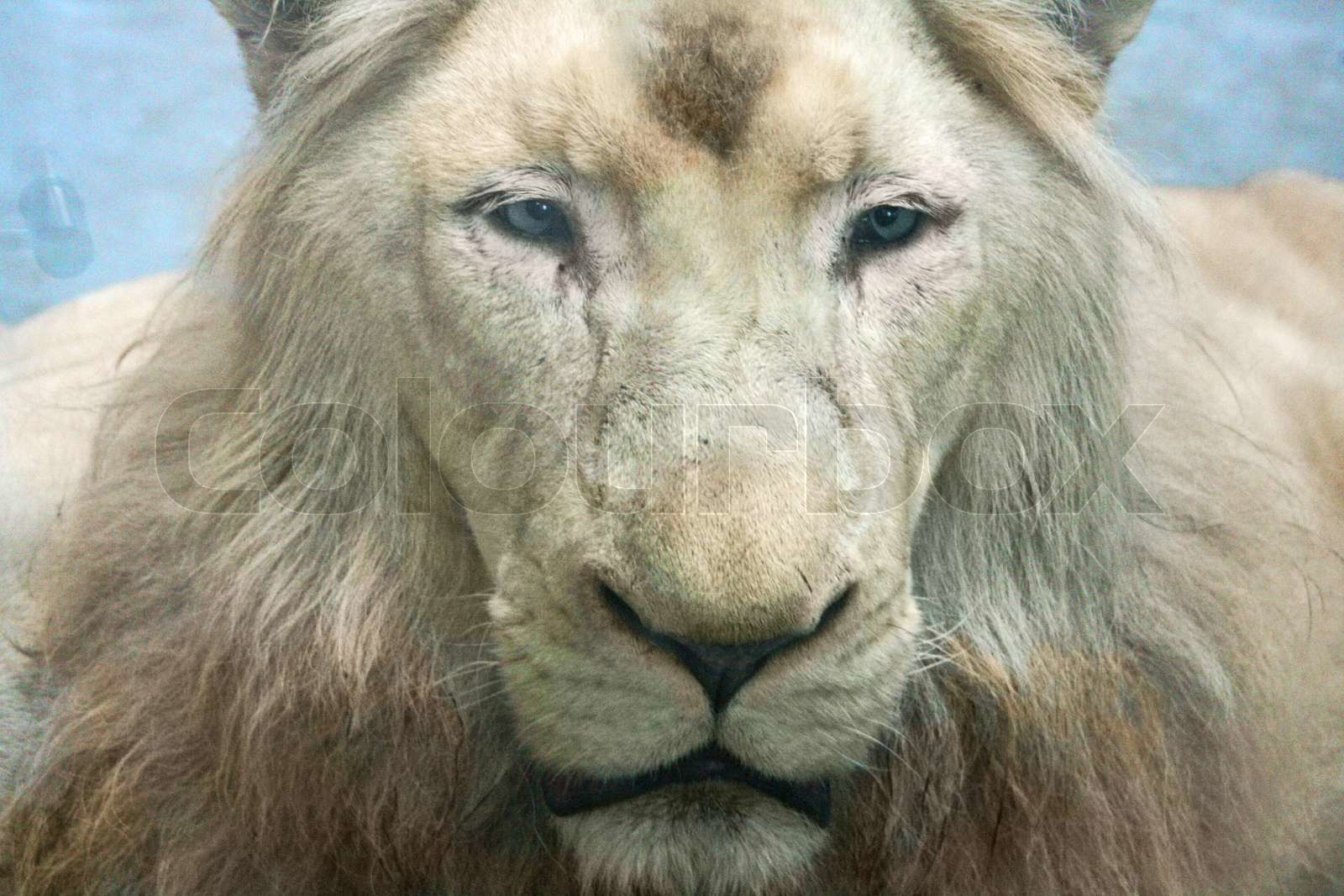 Why These Four Lion Stocks Went Backwards During The 2025 Tour Exclusive Report - uveiwwh