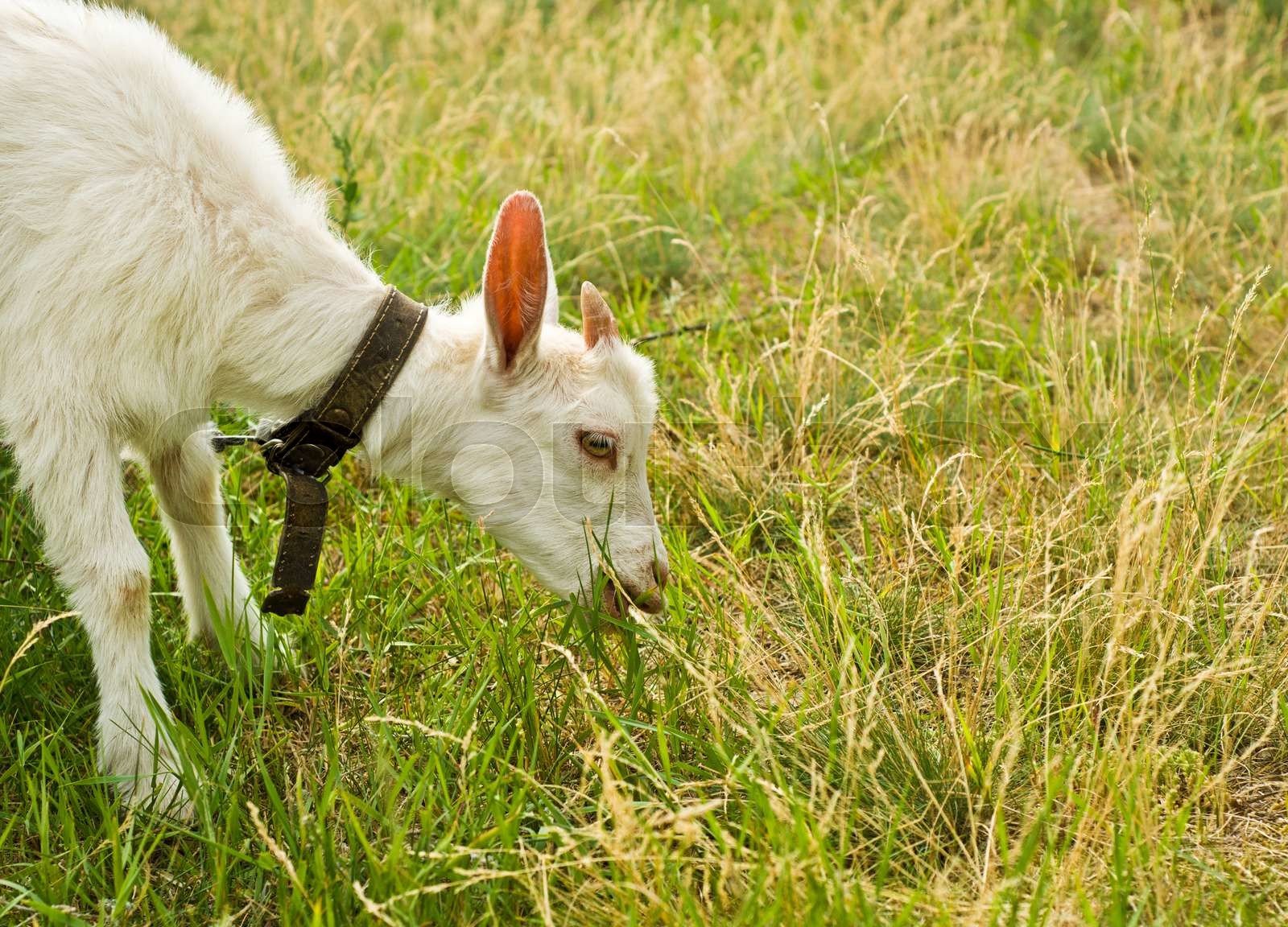 The goat eating grass Stock image Colourbox