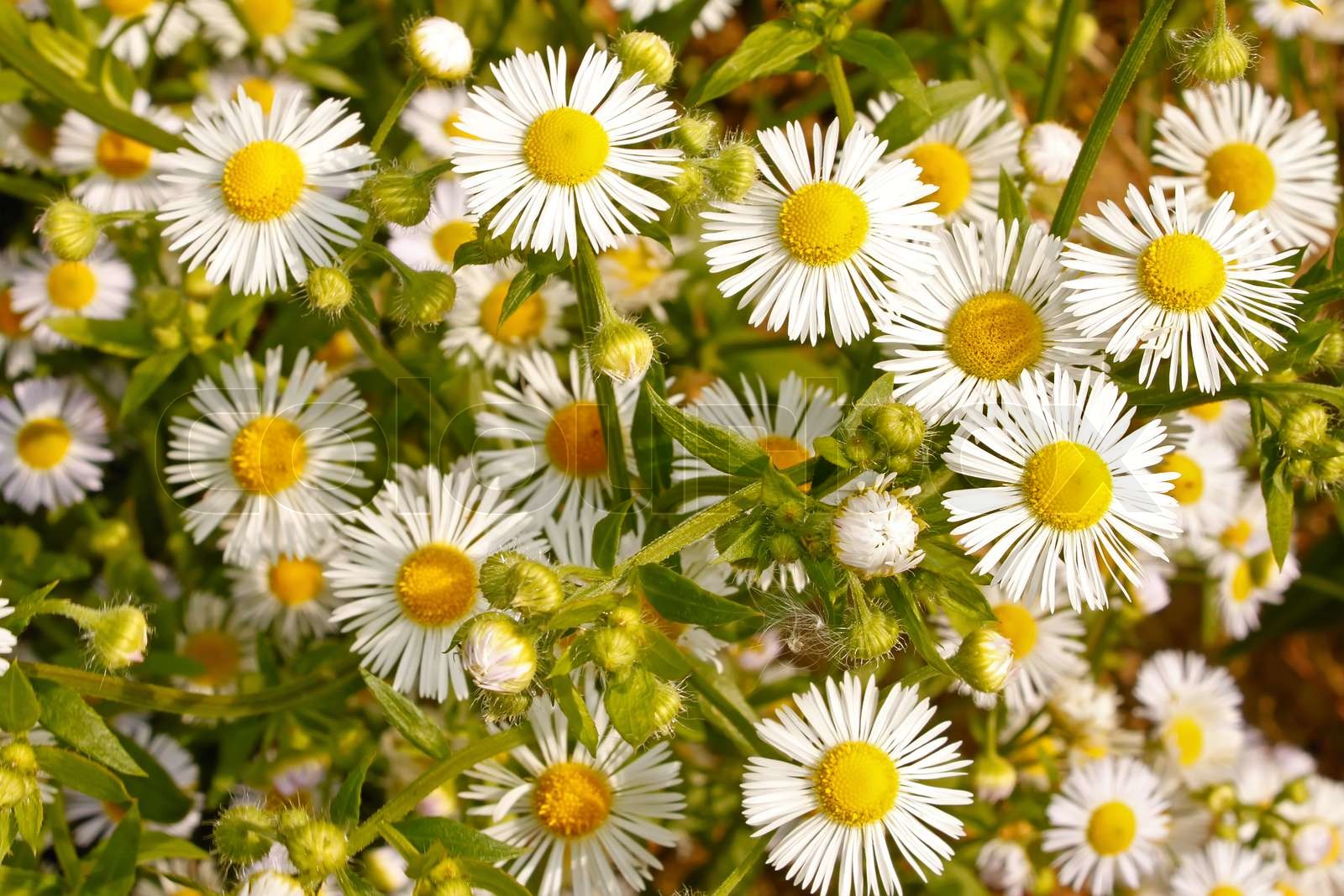 Daisy. White wild flowers in early autumn Stock image Colourbox