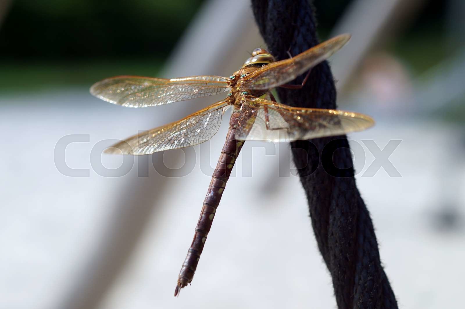 Dragonfly resting on rope | Stock image | Colourbox