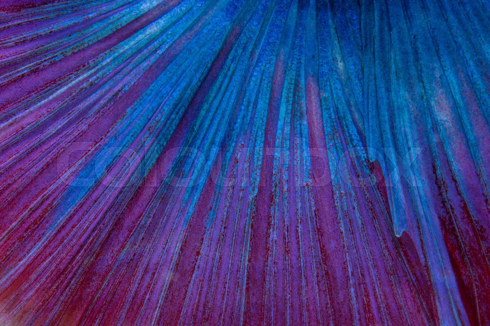 tail betta fish texture Stock image Colourbox