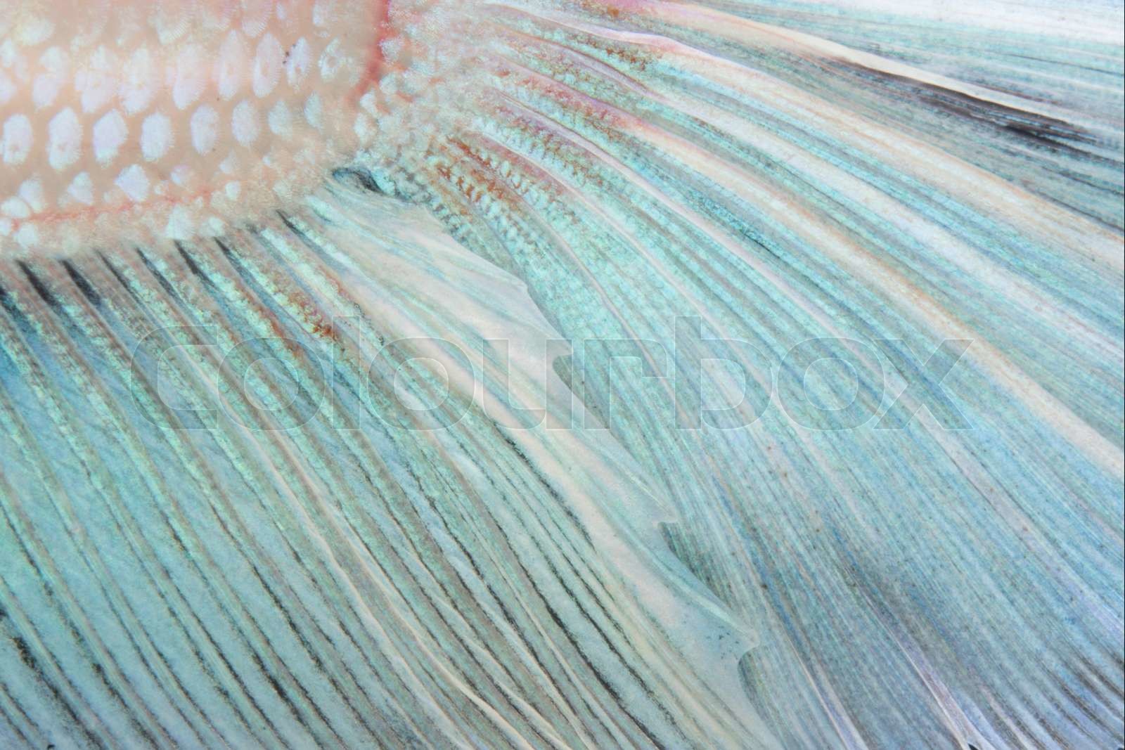 tail betta fish texture Stock image Colourbox